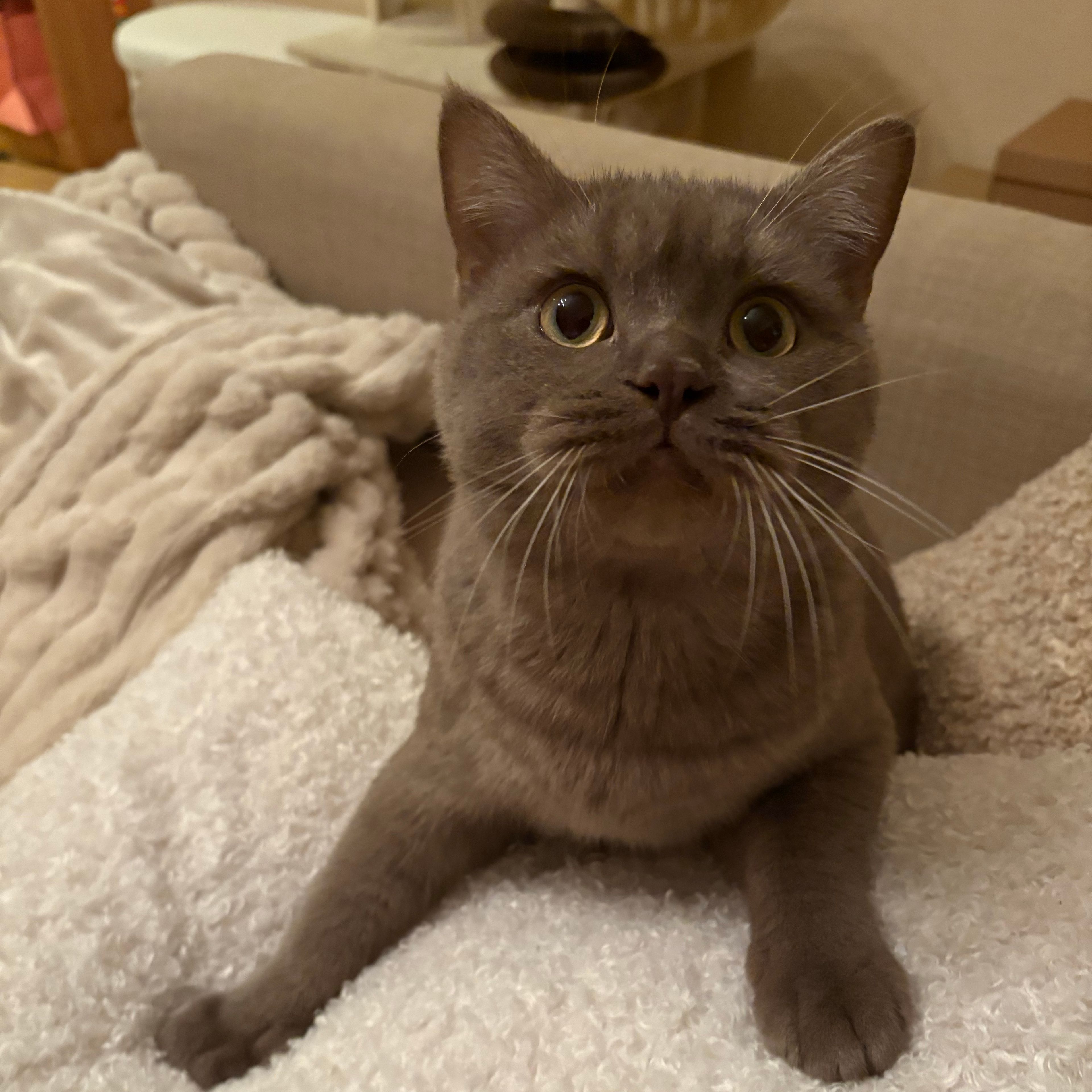 Milo