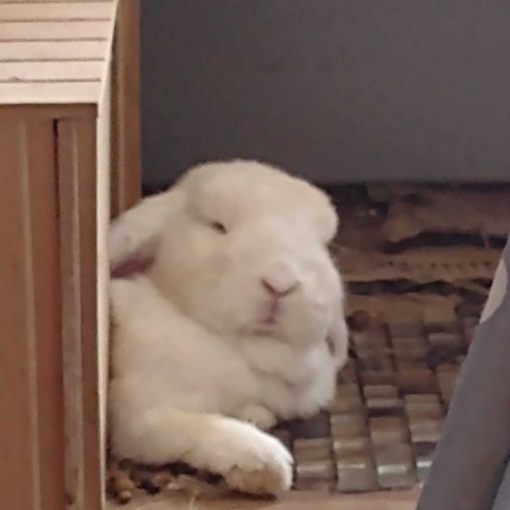 Bunbun