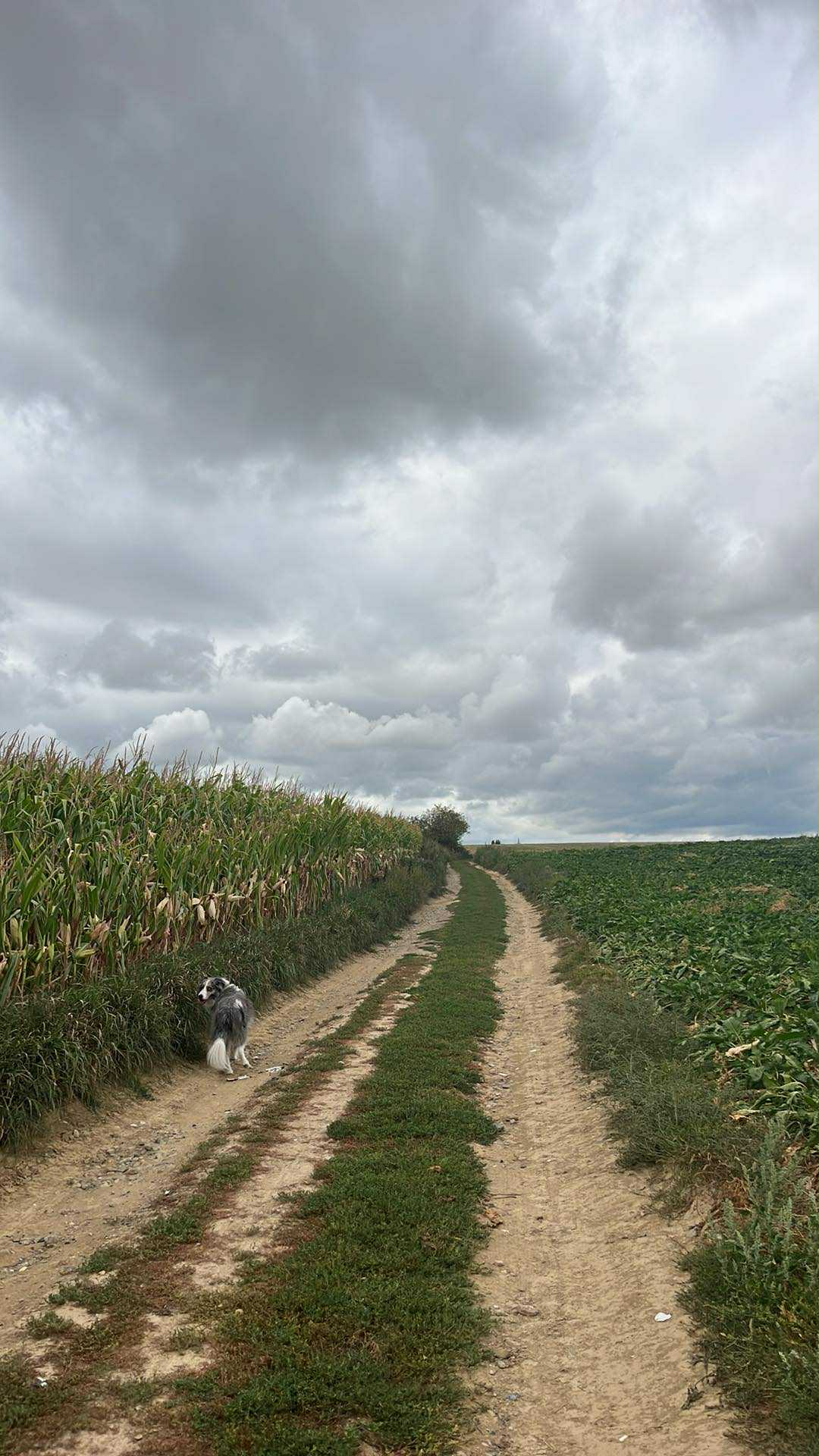 image-19