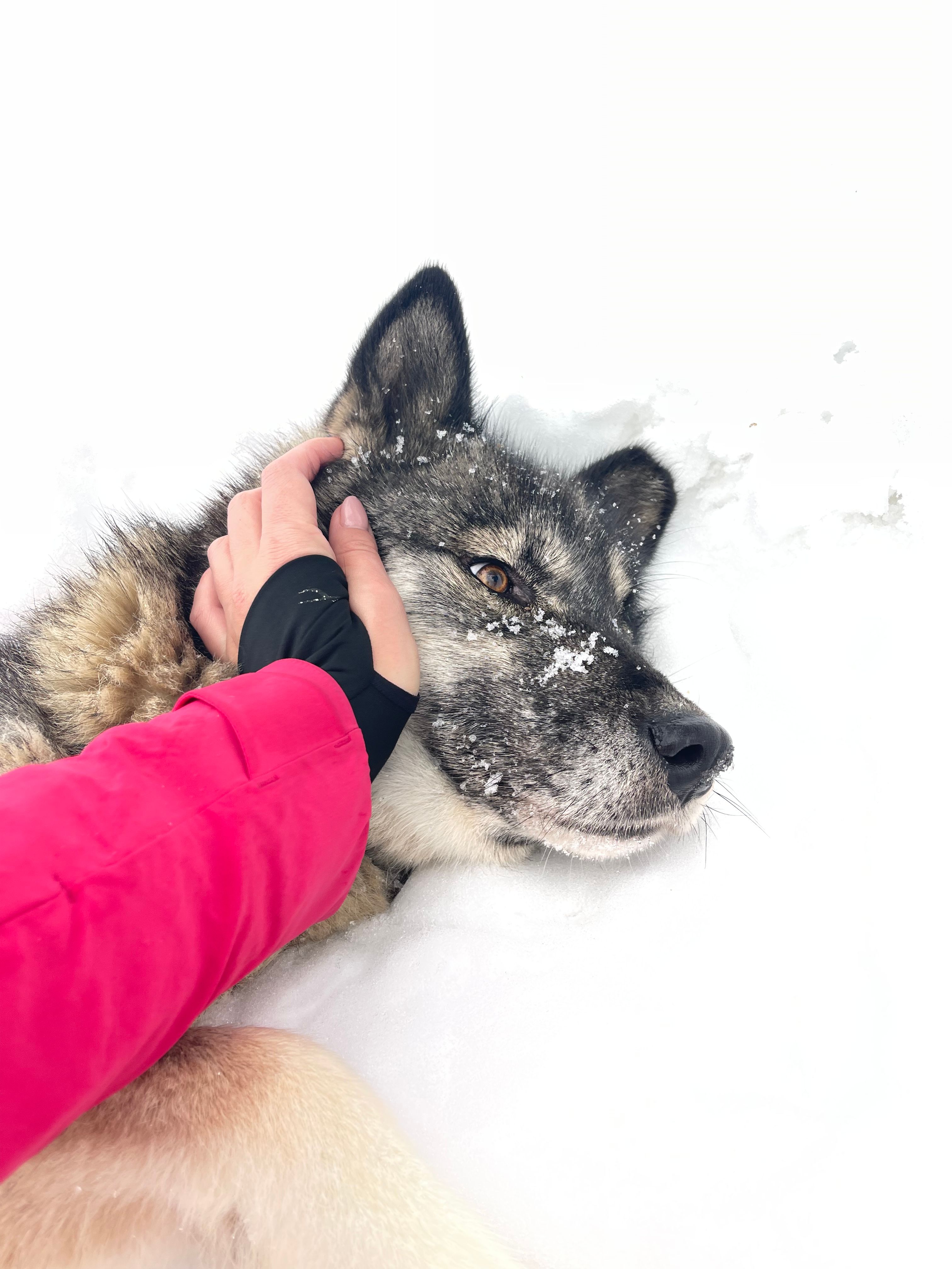 image-11
