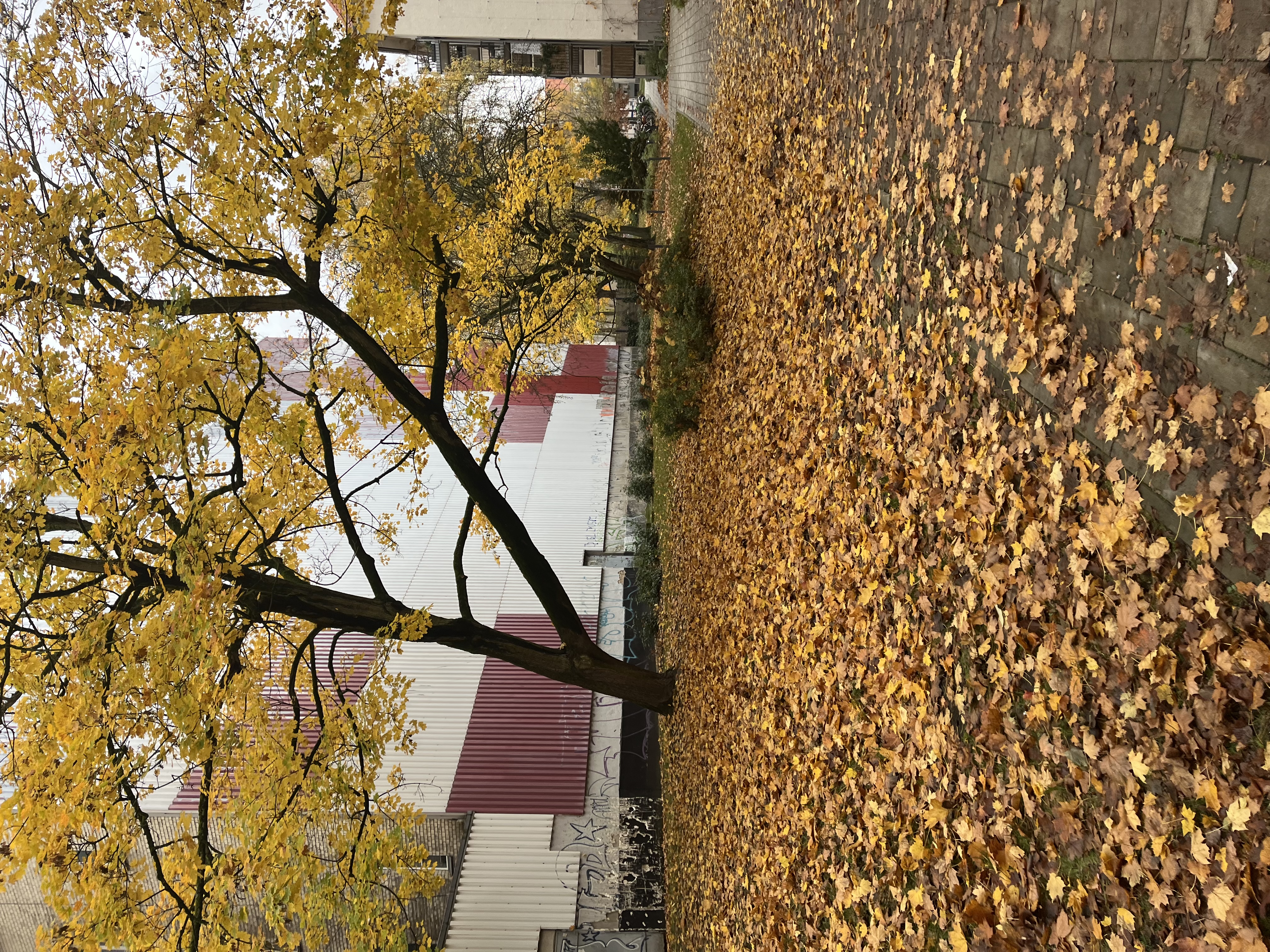 image-19