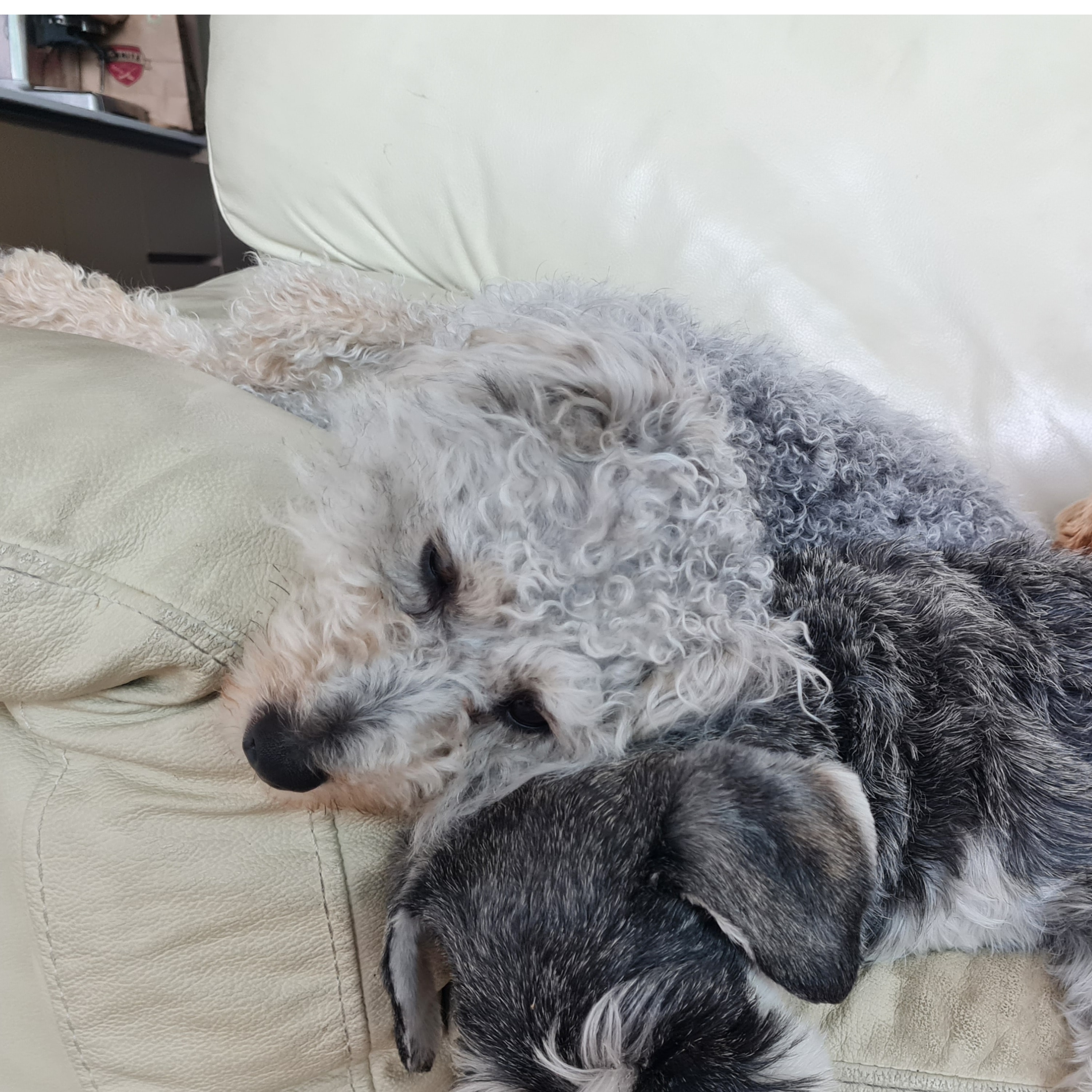 Dougal 