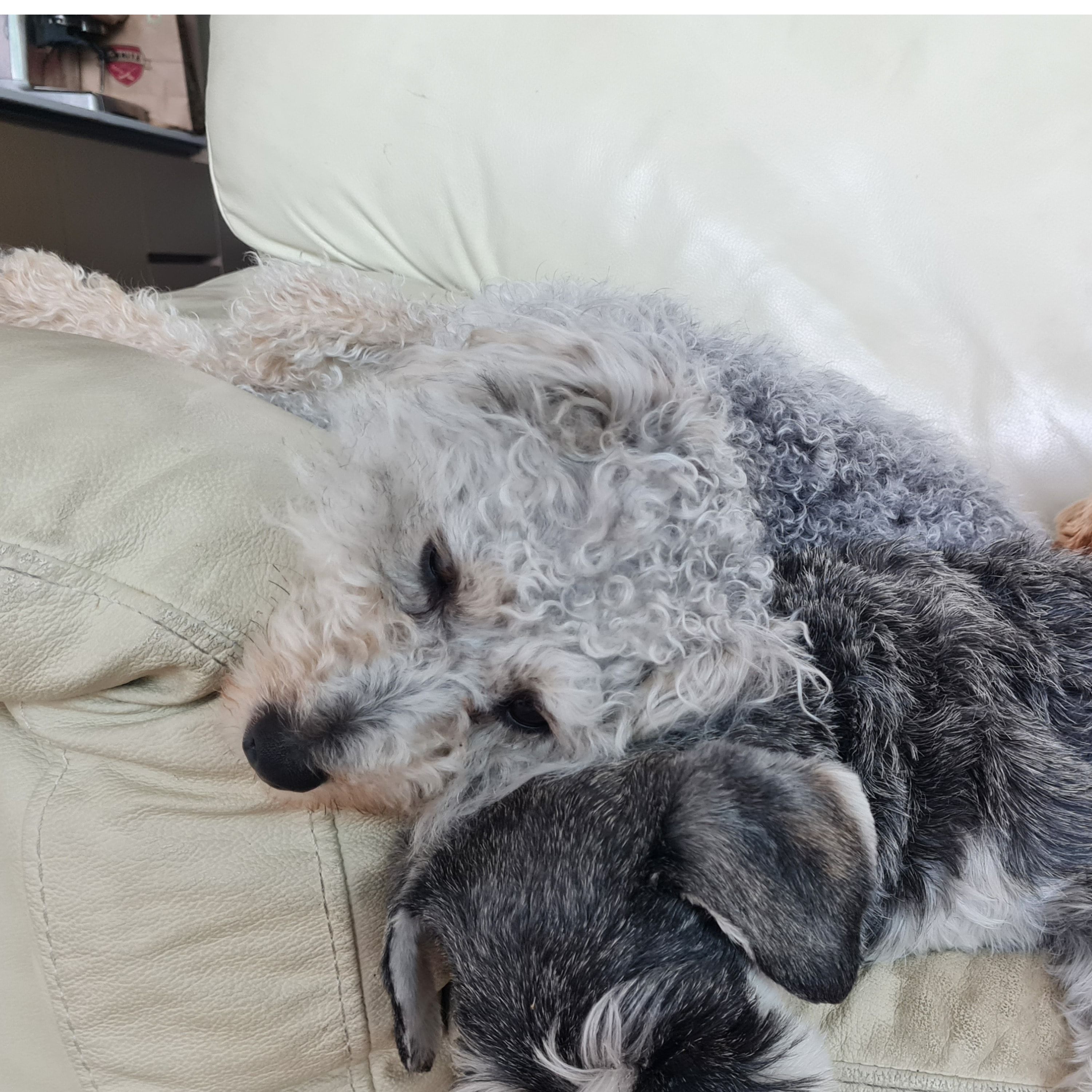 Dougal