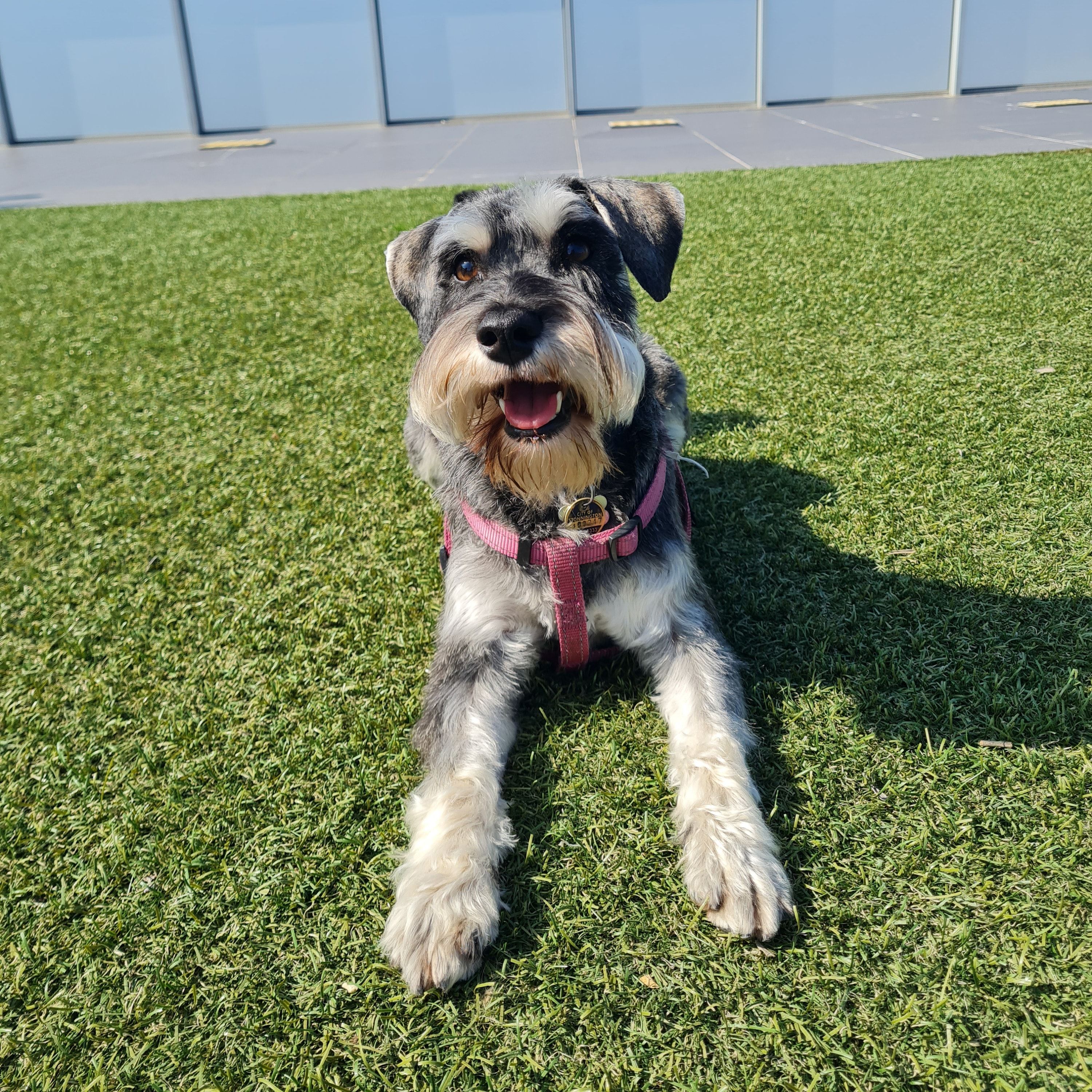 Ziva