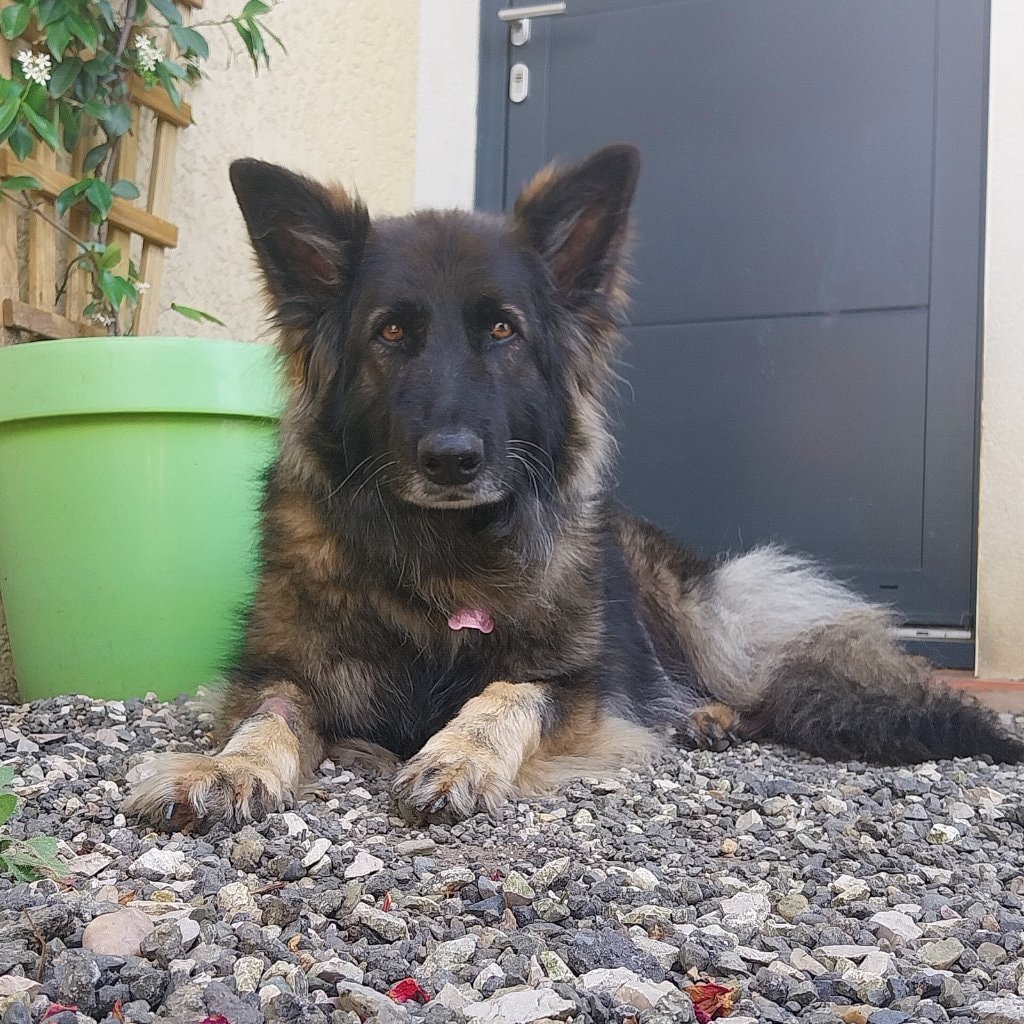 Maya