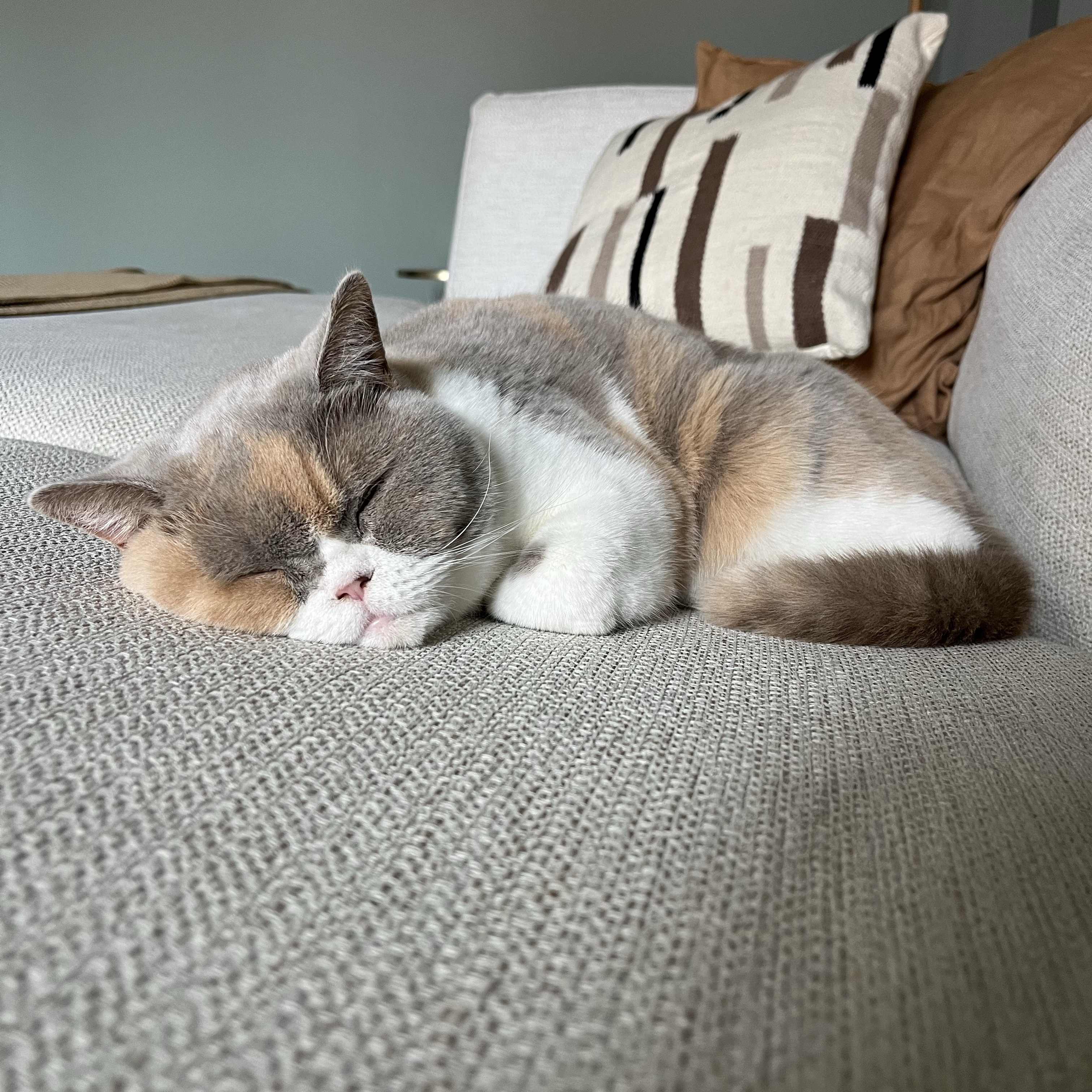 Mochi