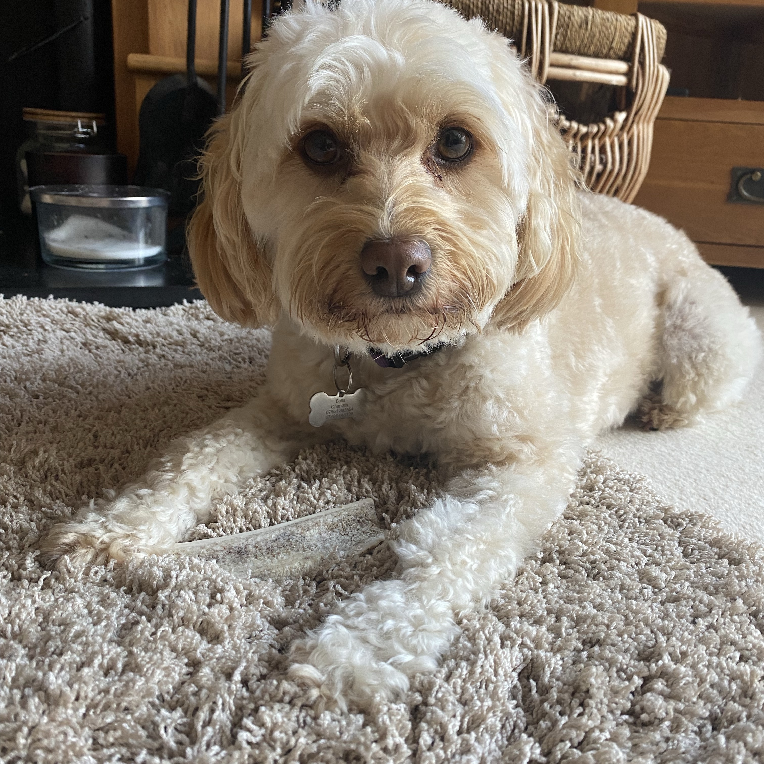 Bella