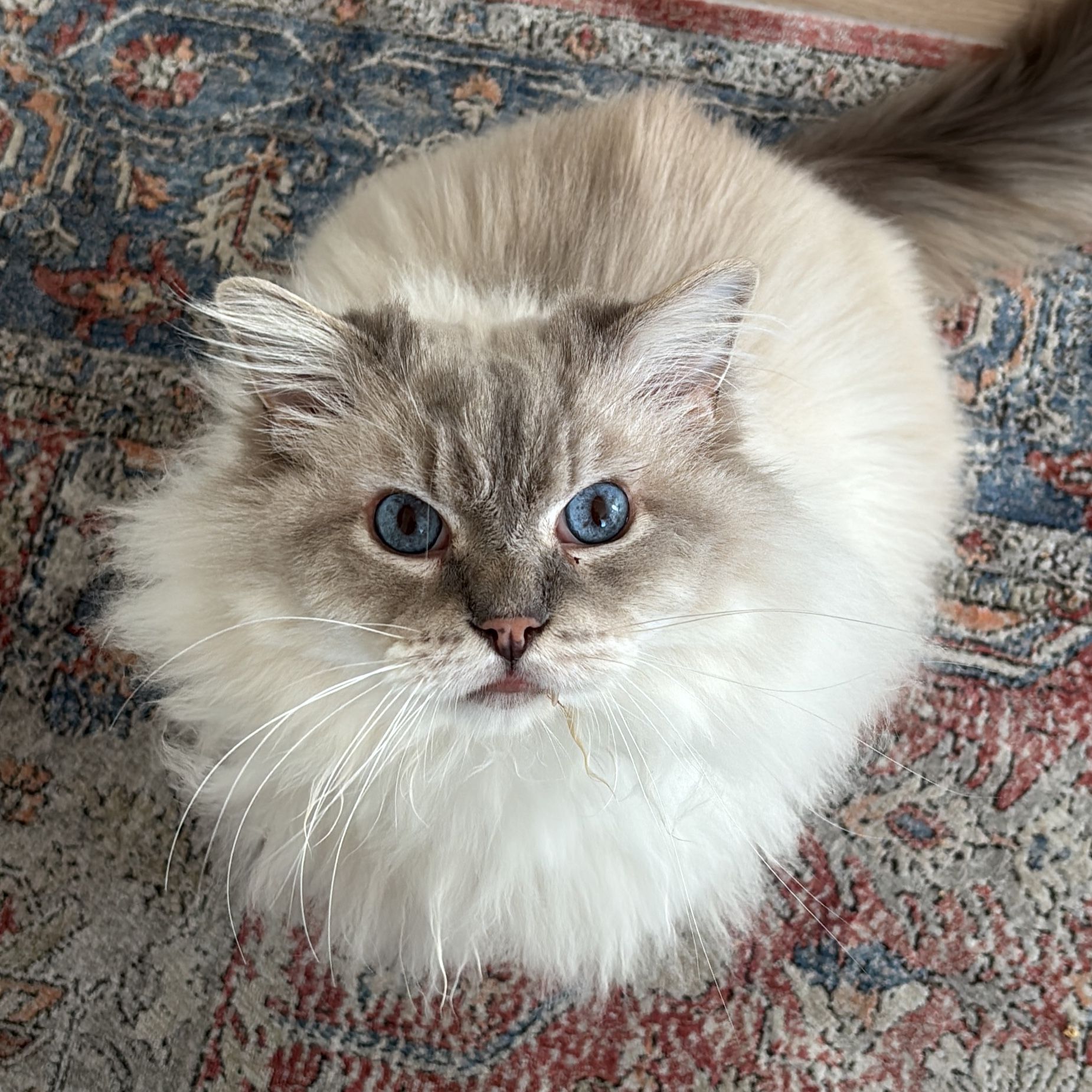 Rölli