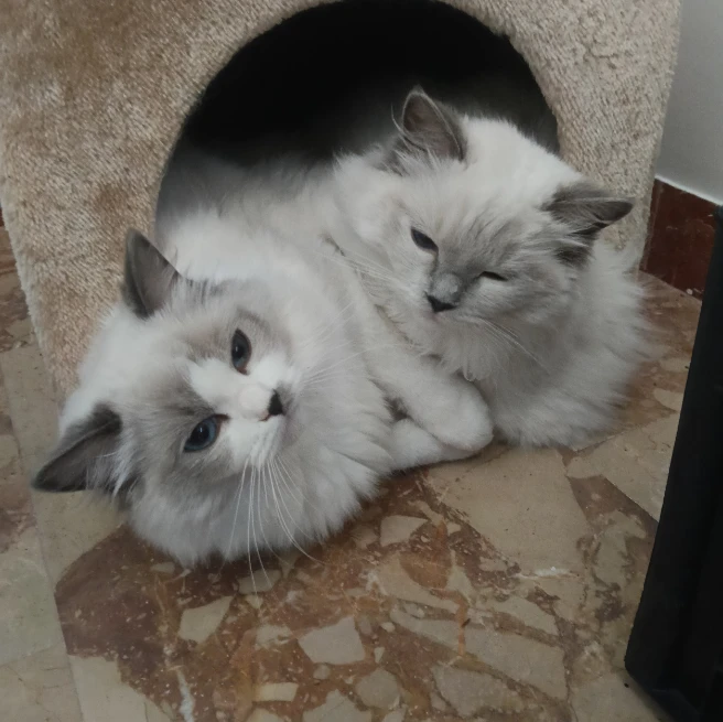 Mirtilla/Papaya