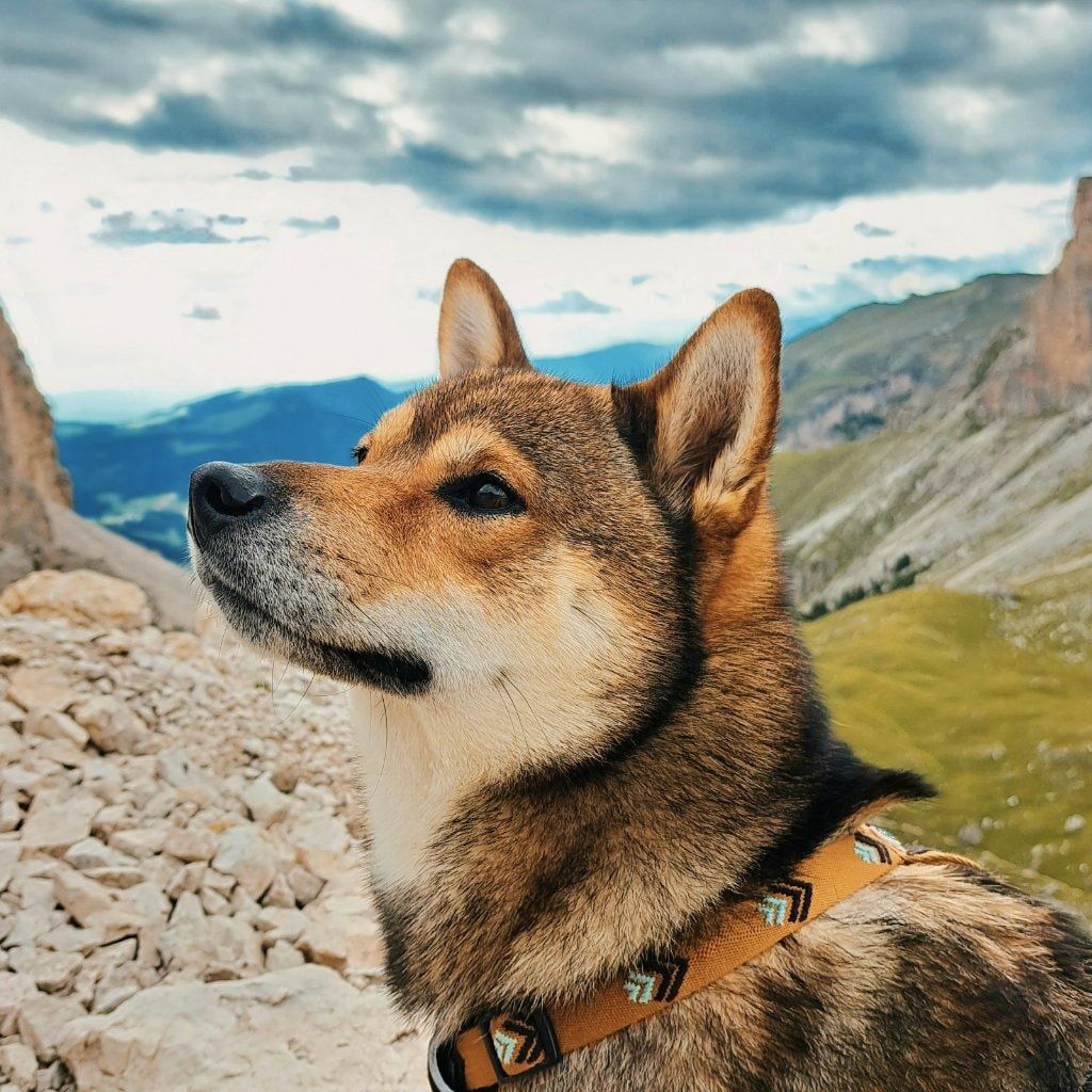 Shiro