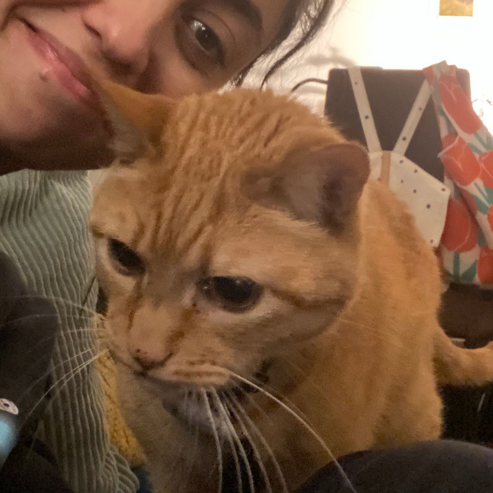 Gatito