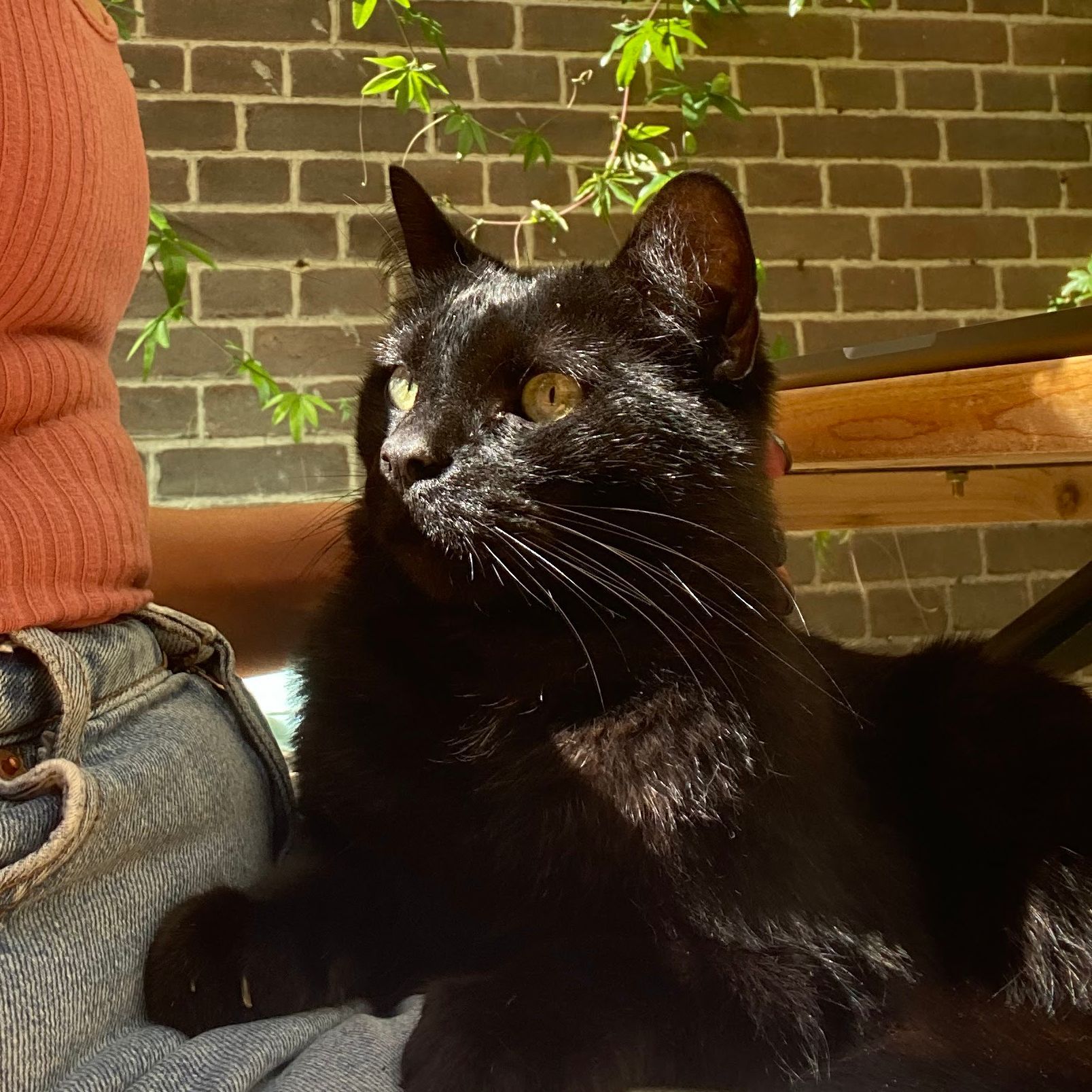 Negrito