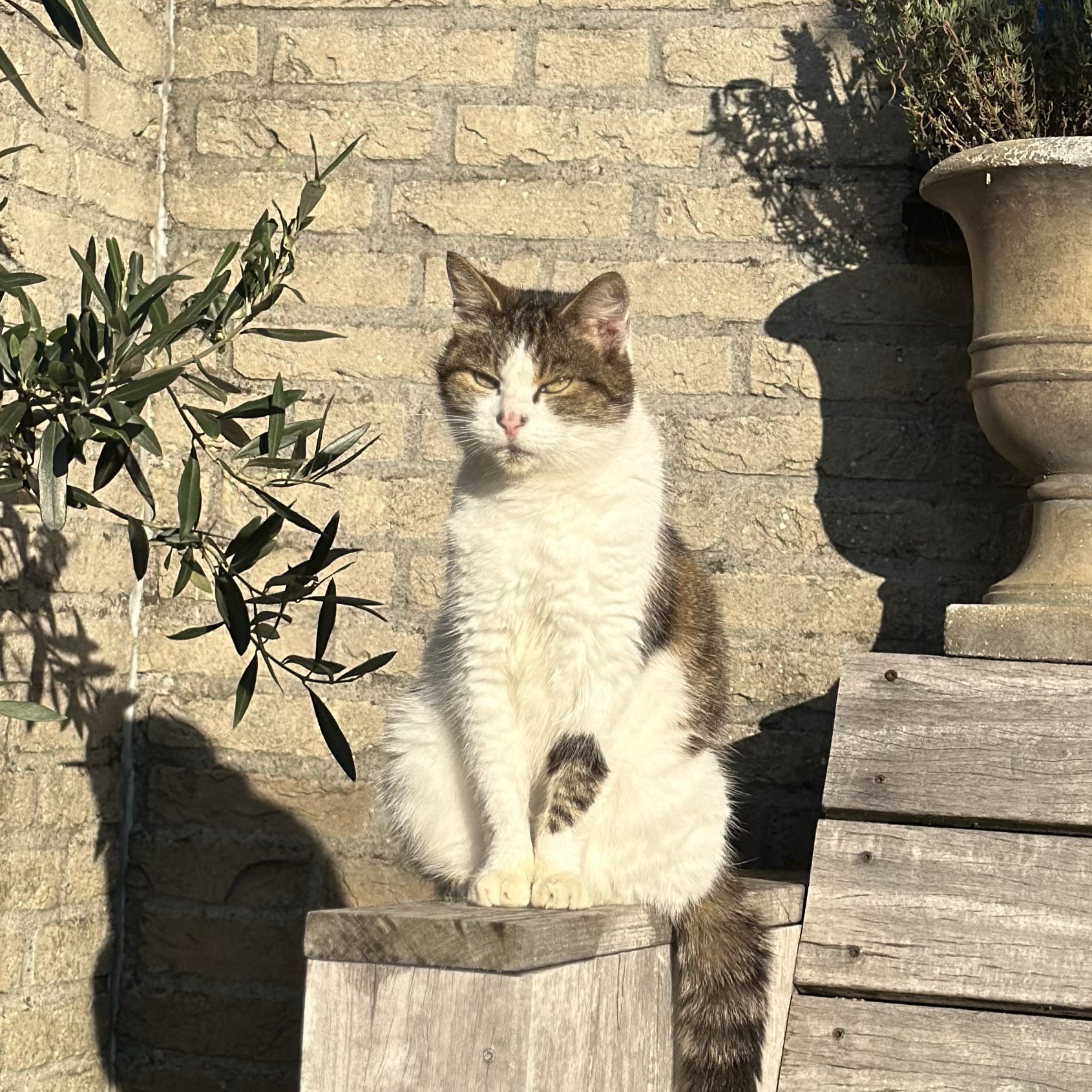 Pippi
