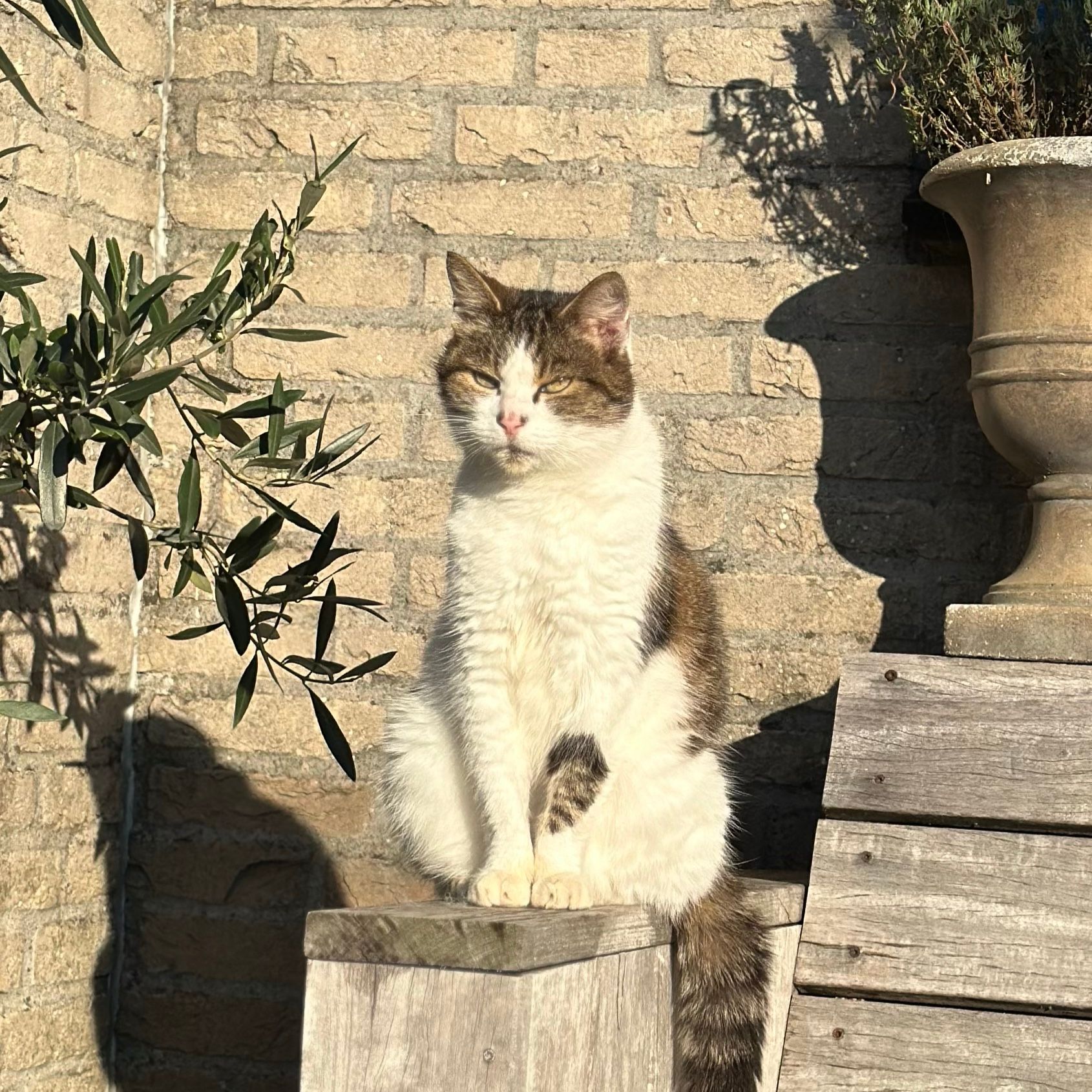Pippi