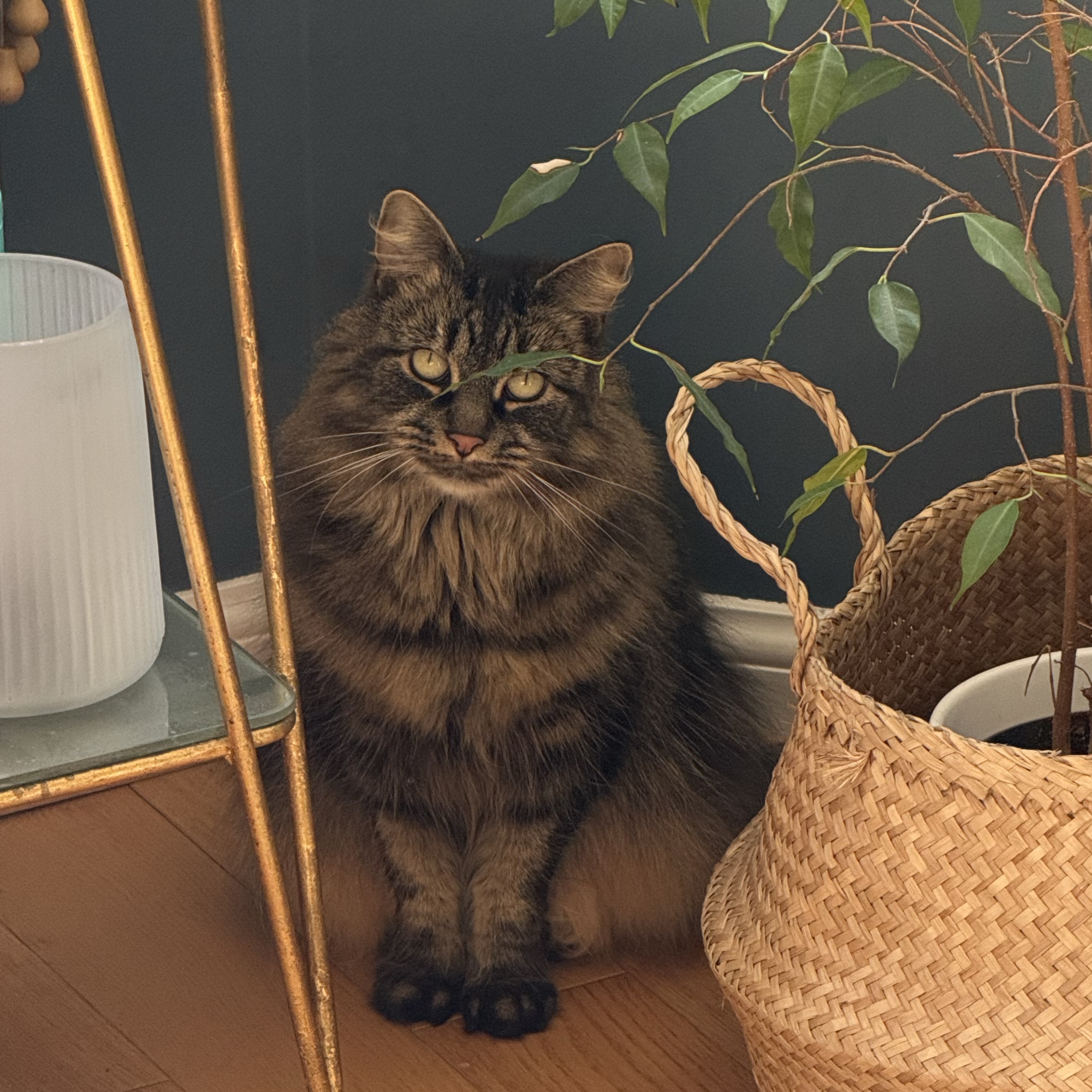 Nala