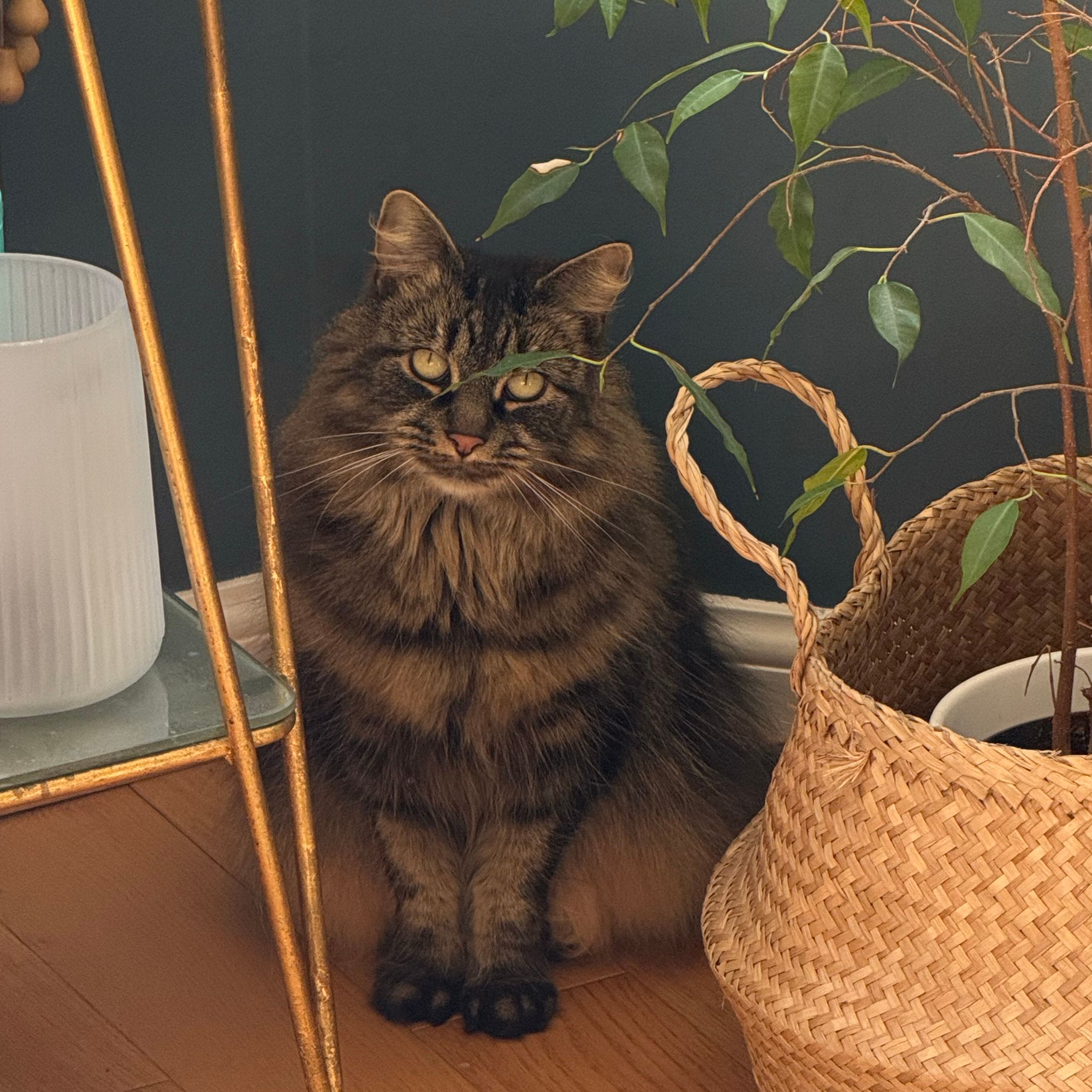 Nala