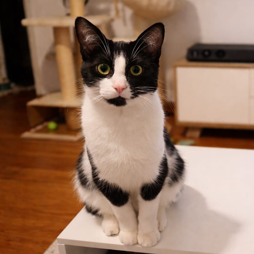 Milo