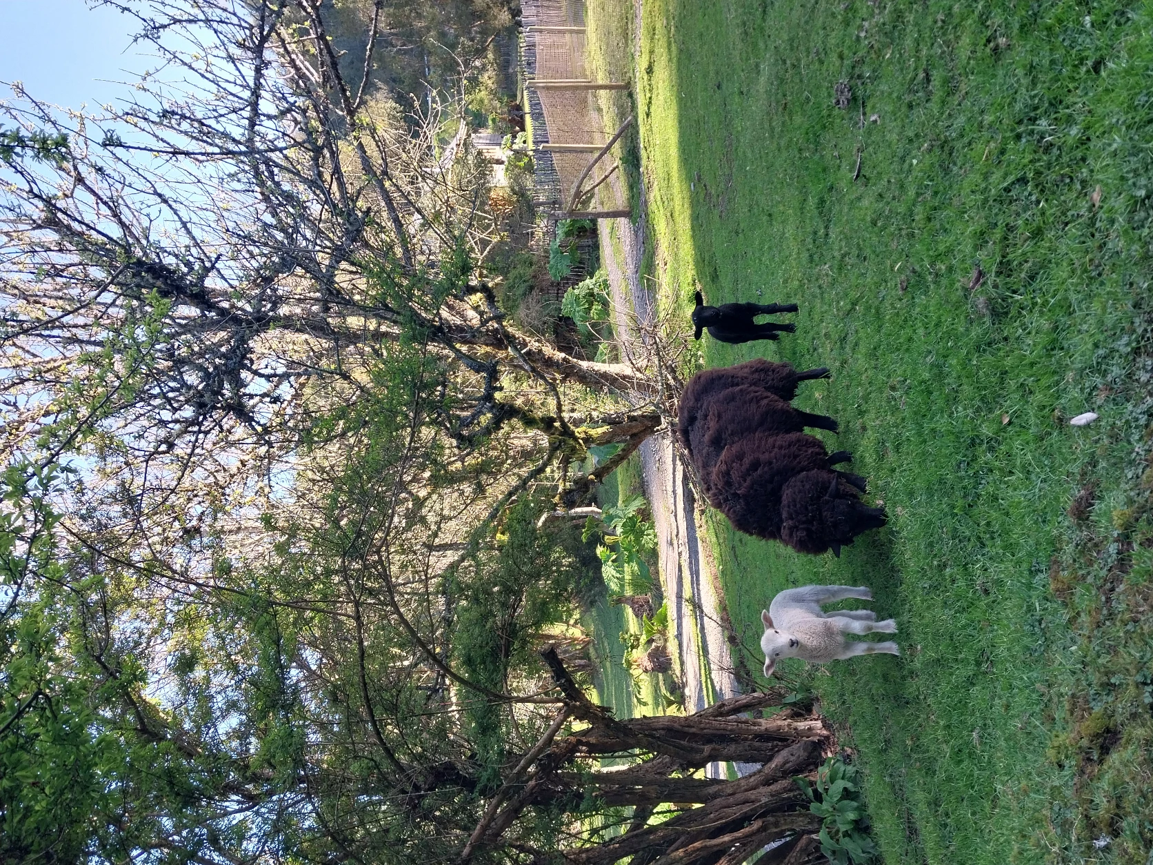 image-7