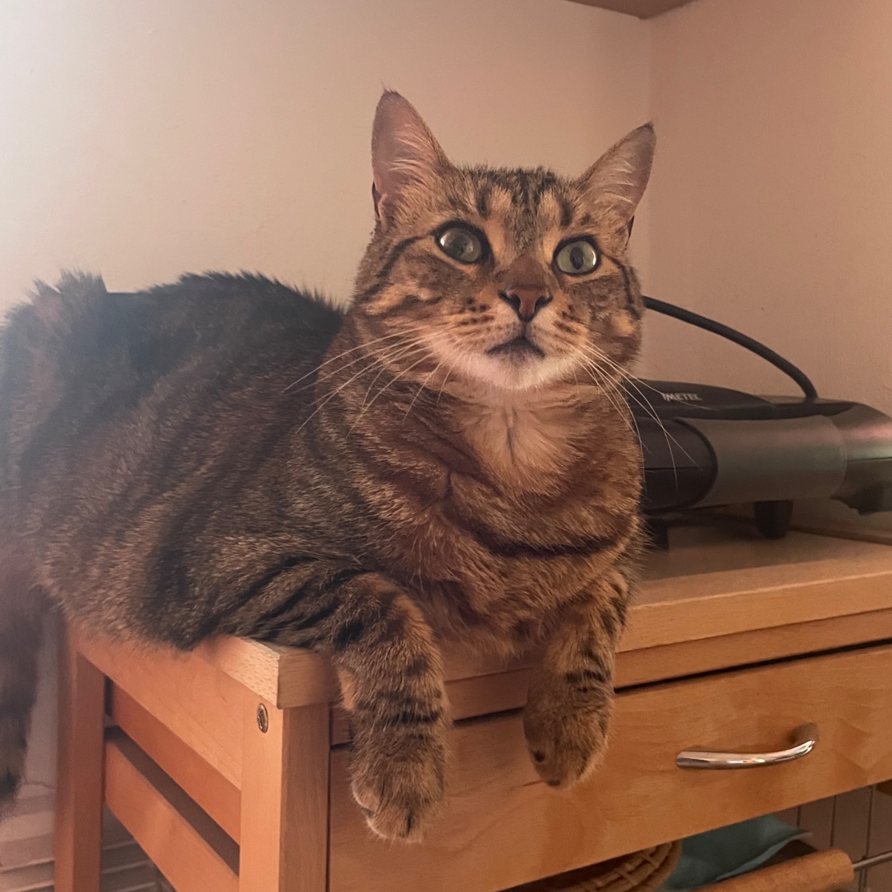 Tala 