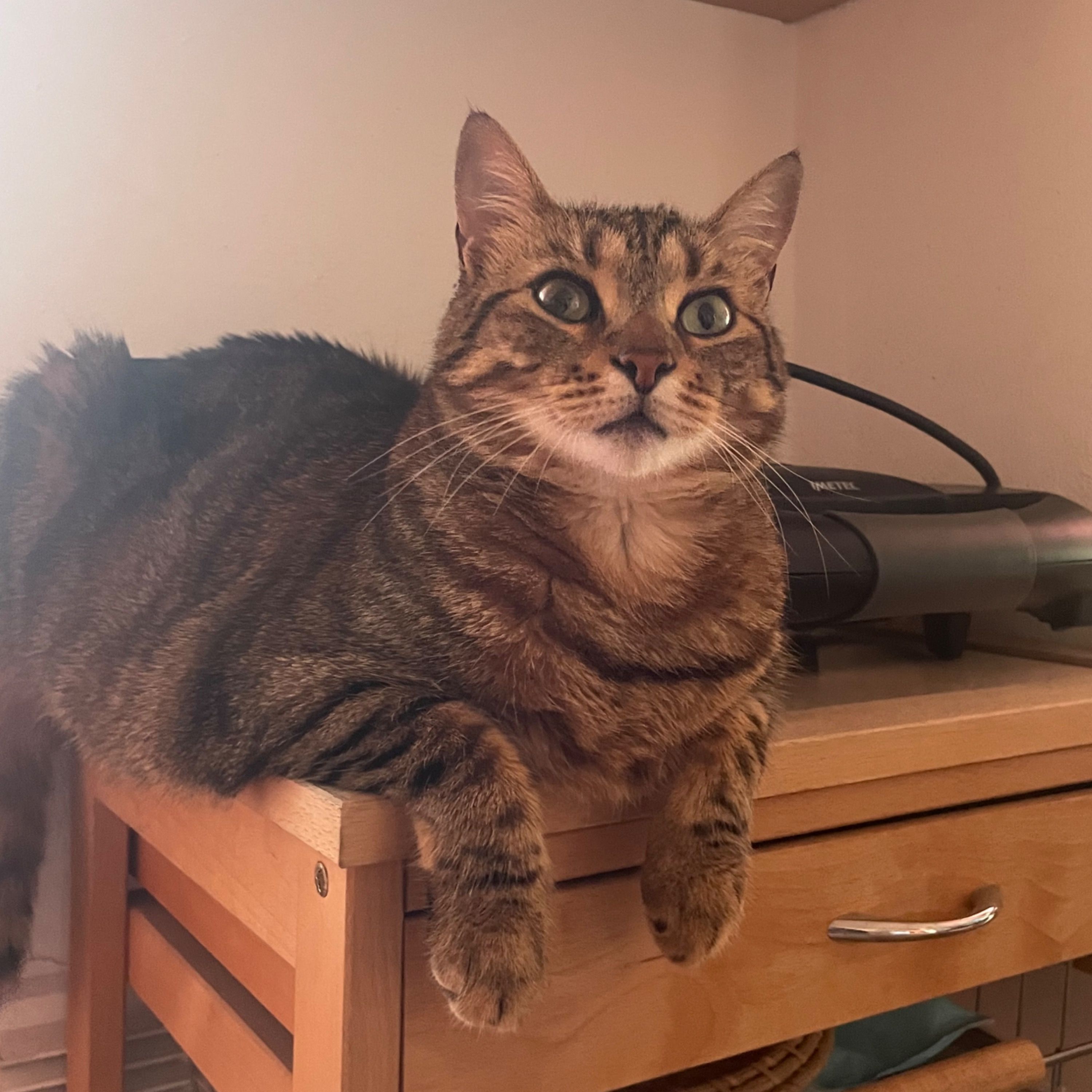 Tala