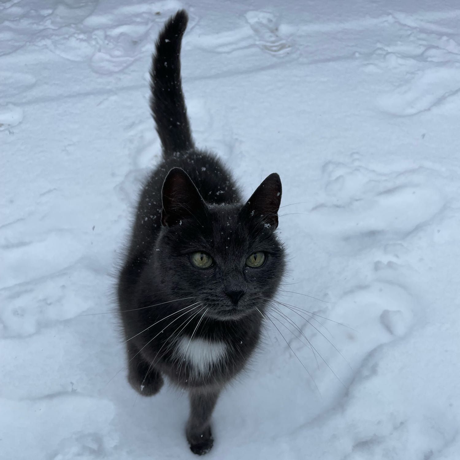 Poes