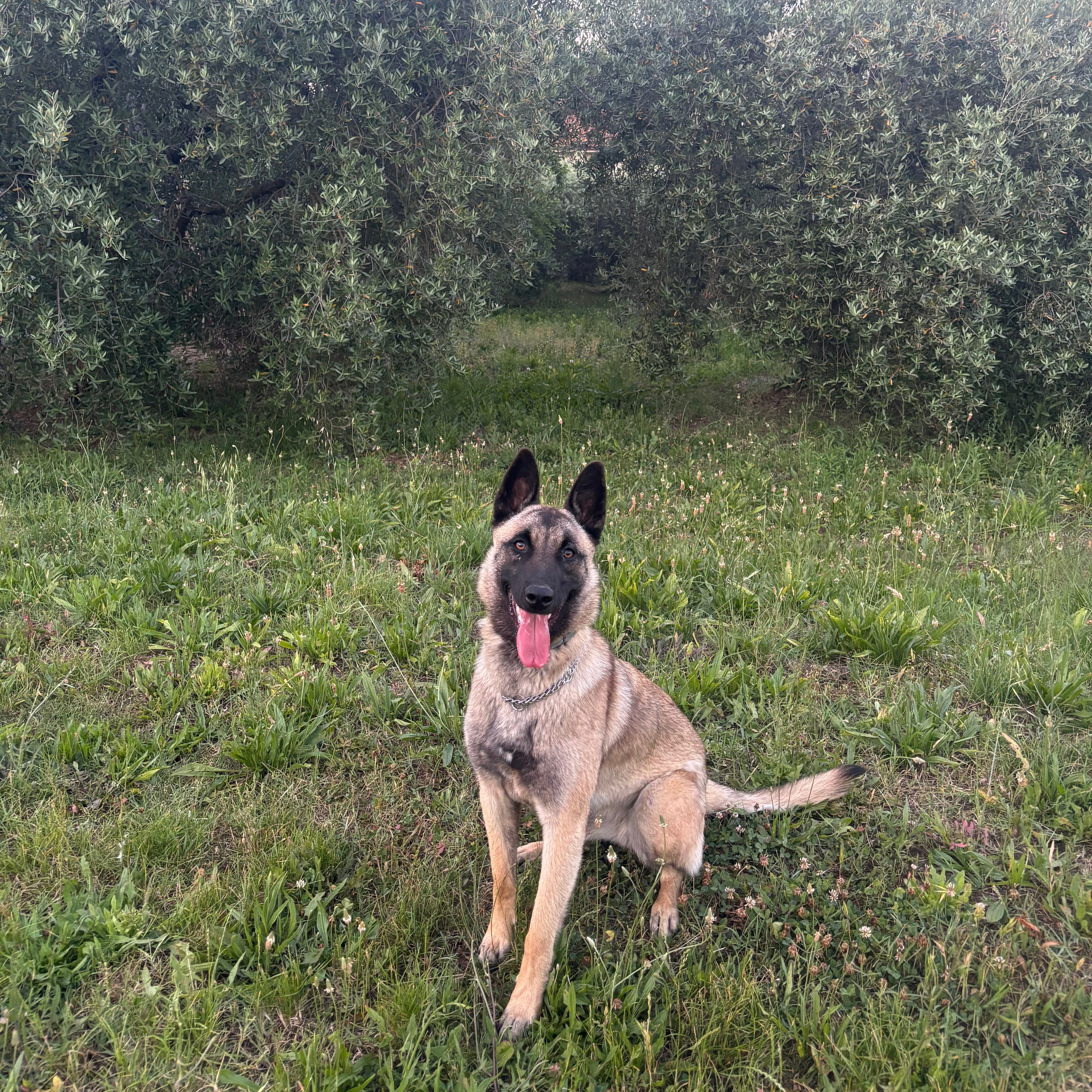 Nala