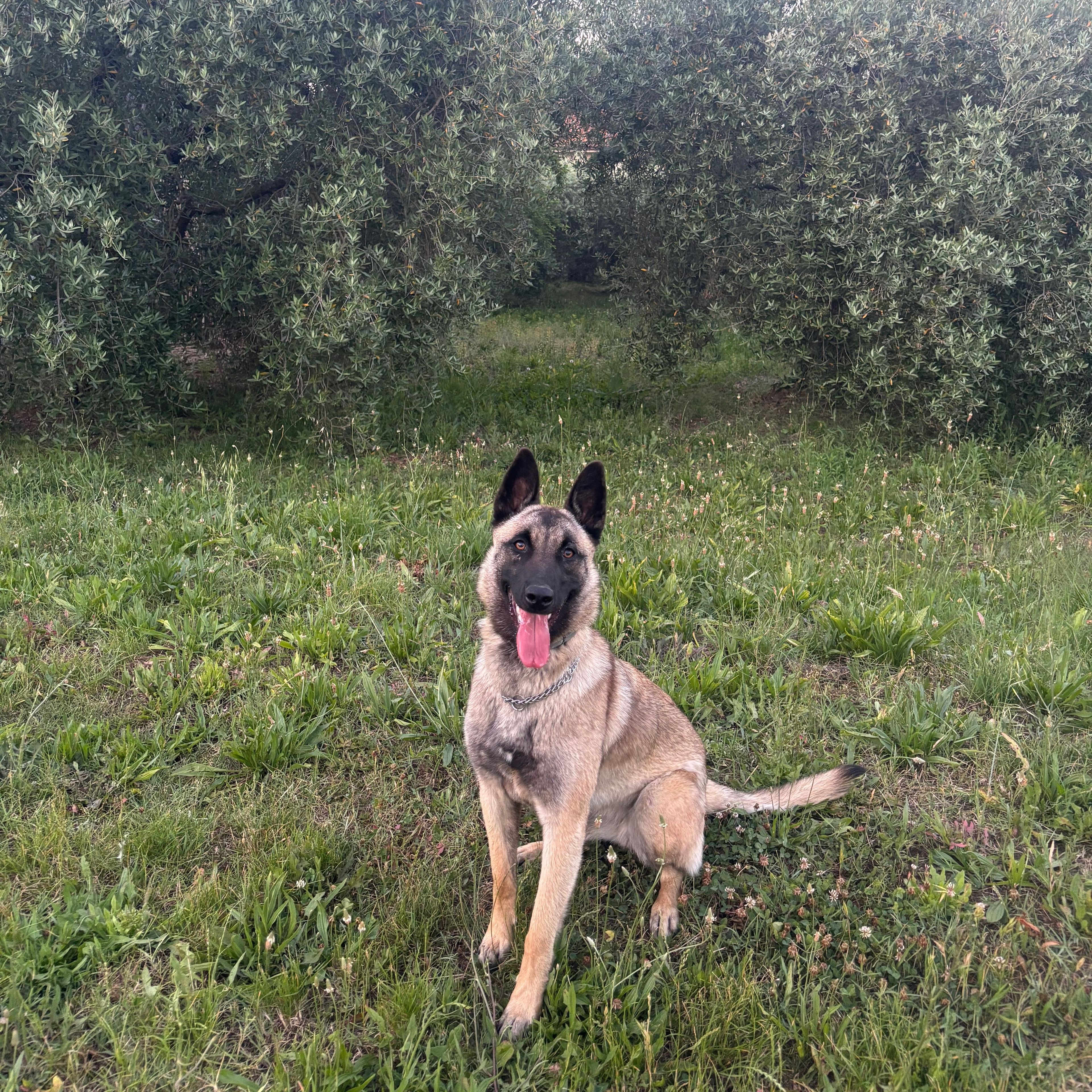 Nala