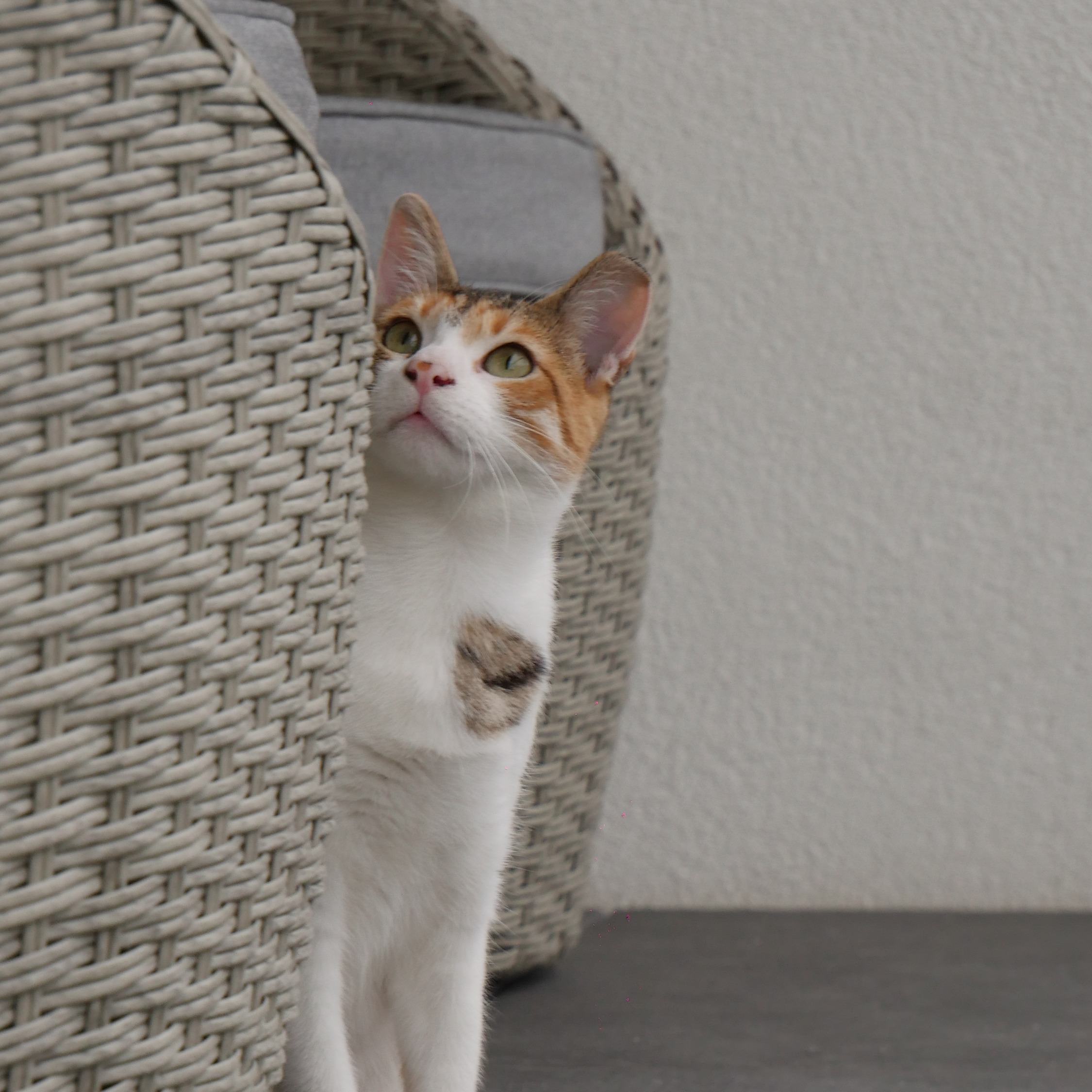 Matti