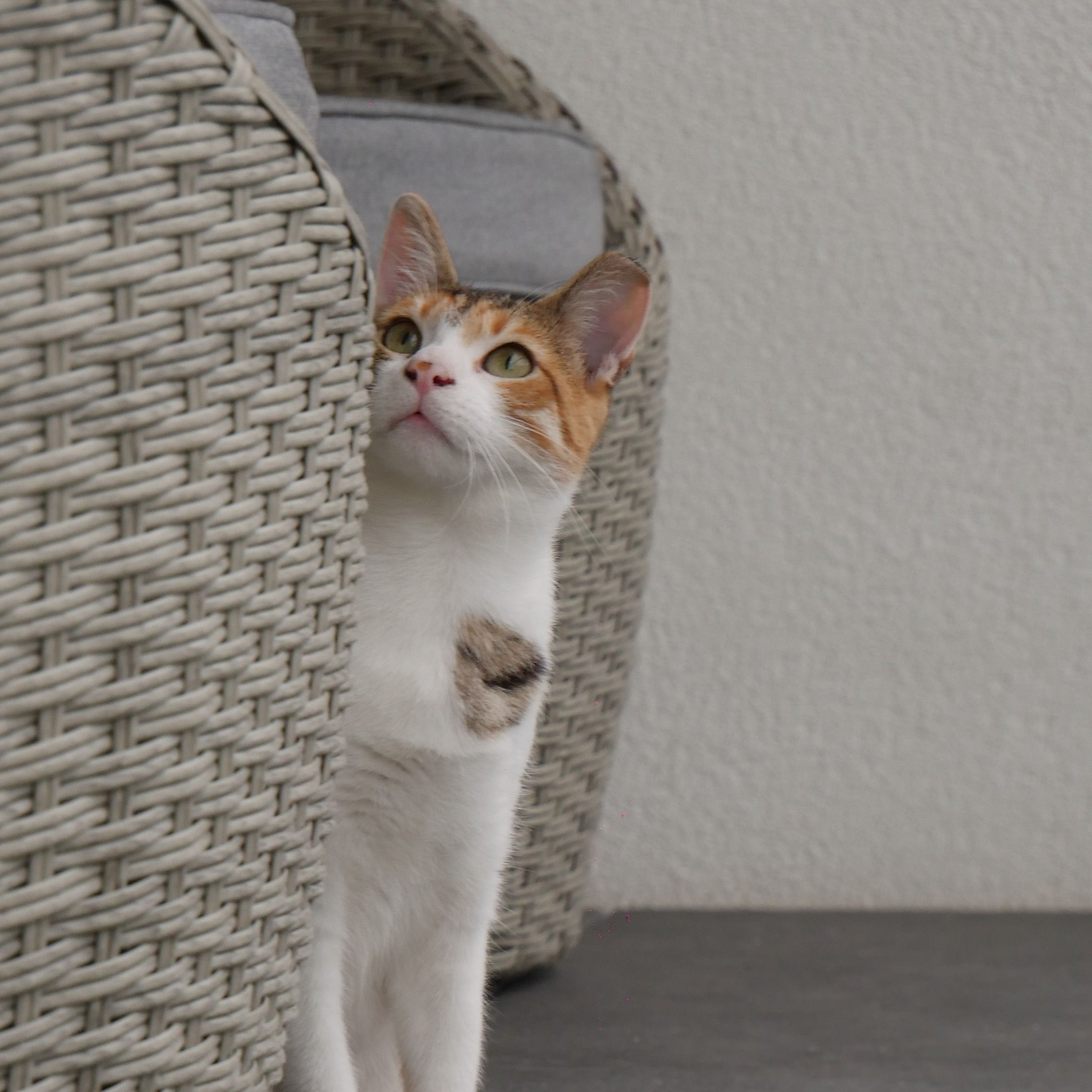 Matti