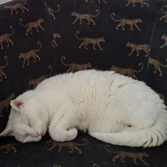 Pumba