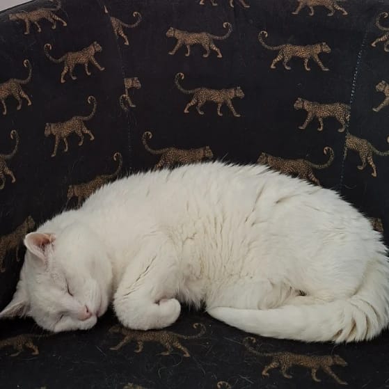 Pumba