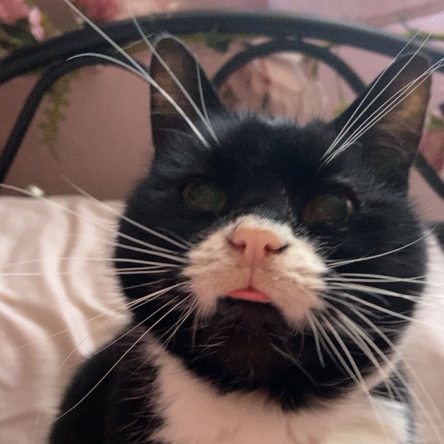 Pedro