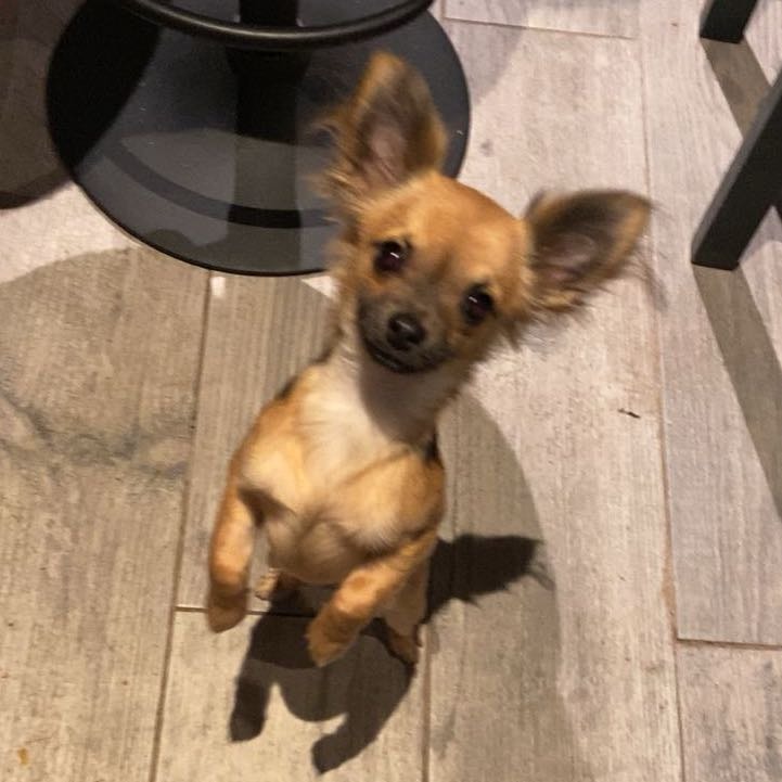 Toby