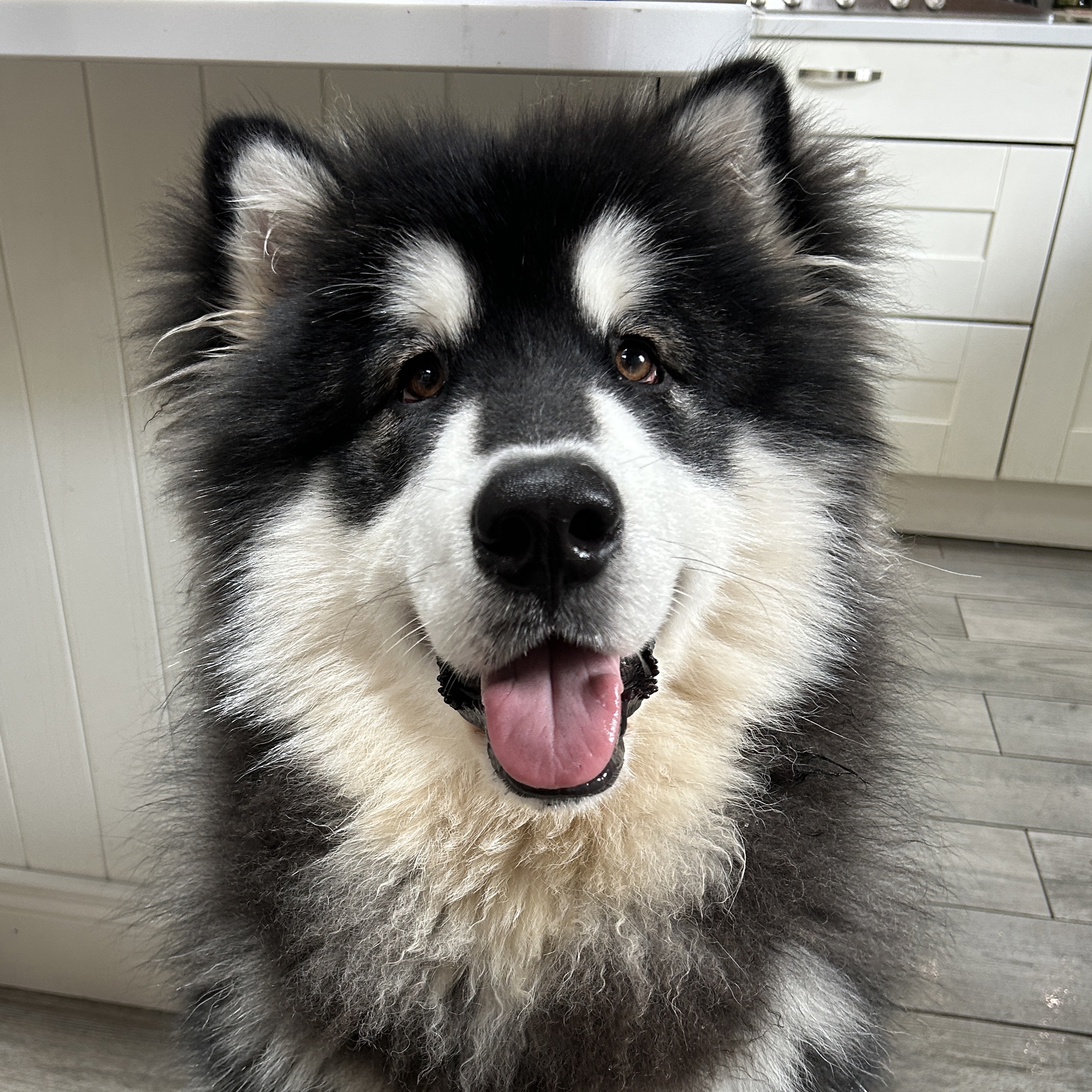 Rón