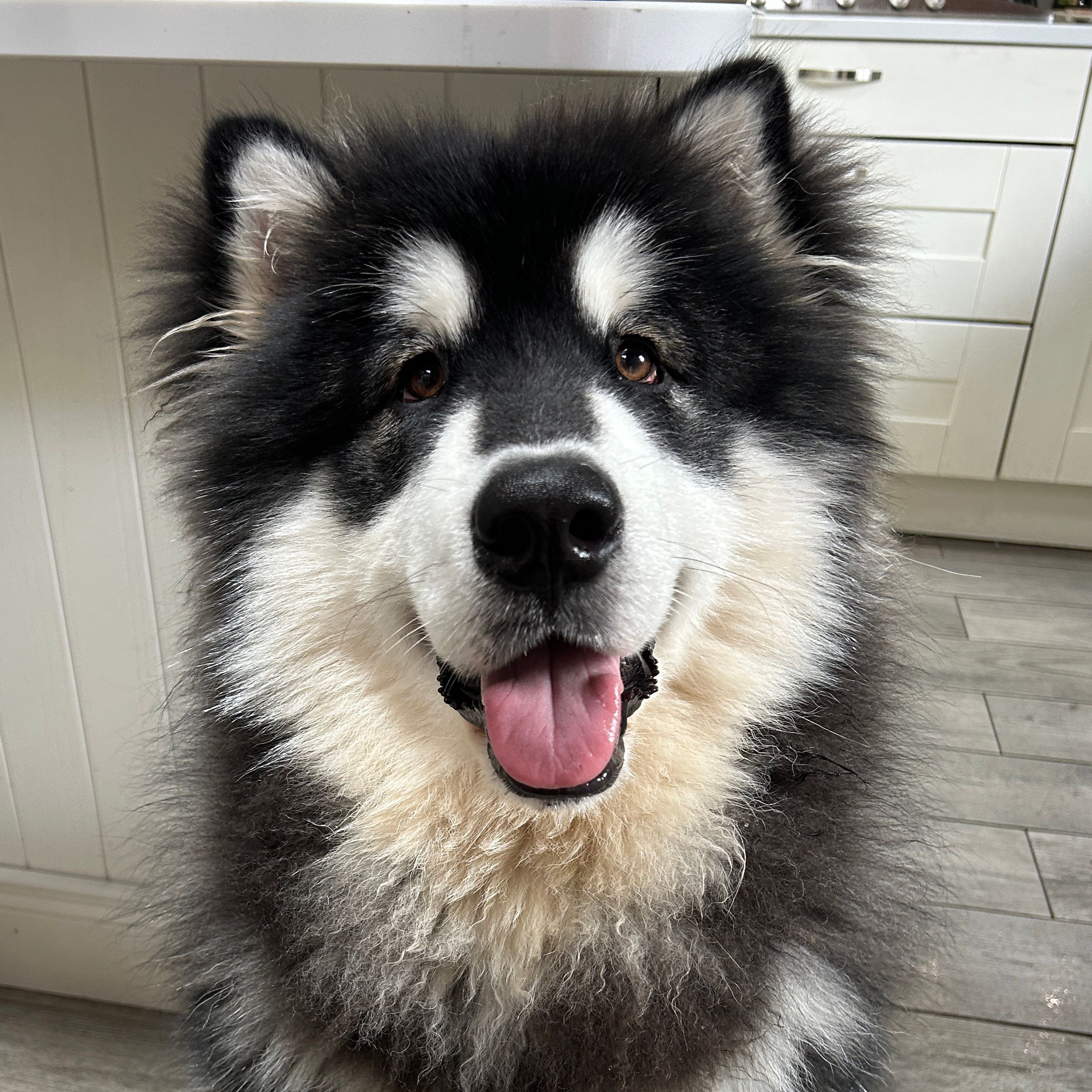 Rón