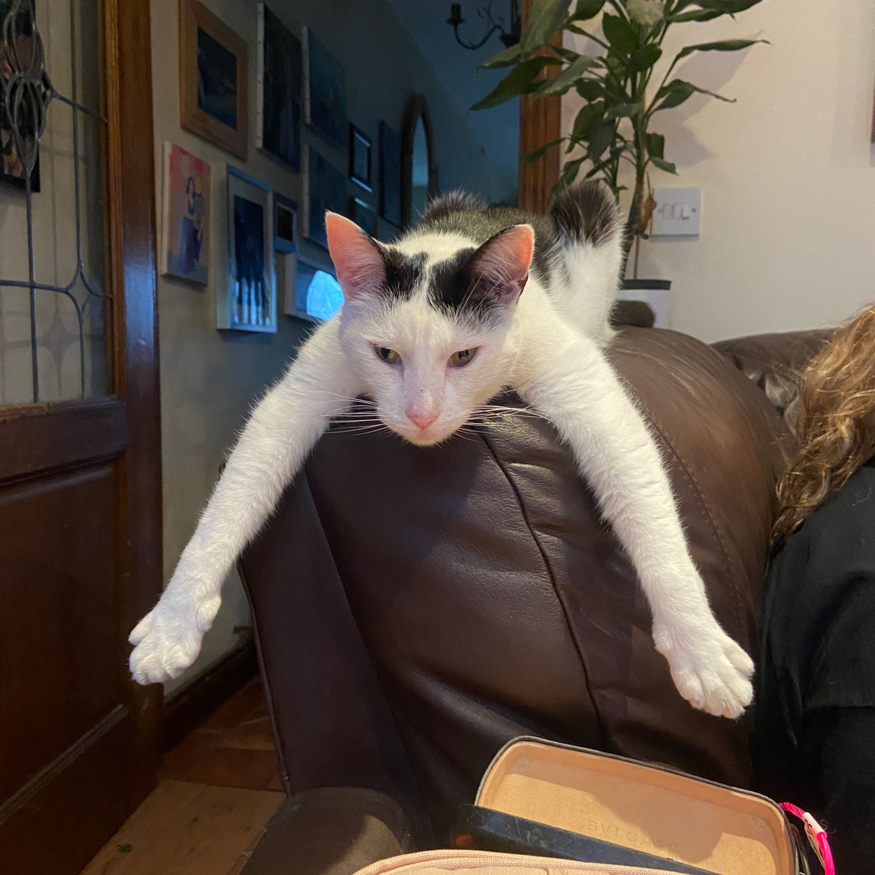 Mowgli