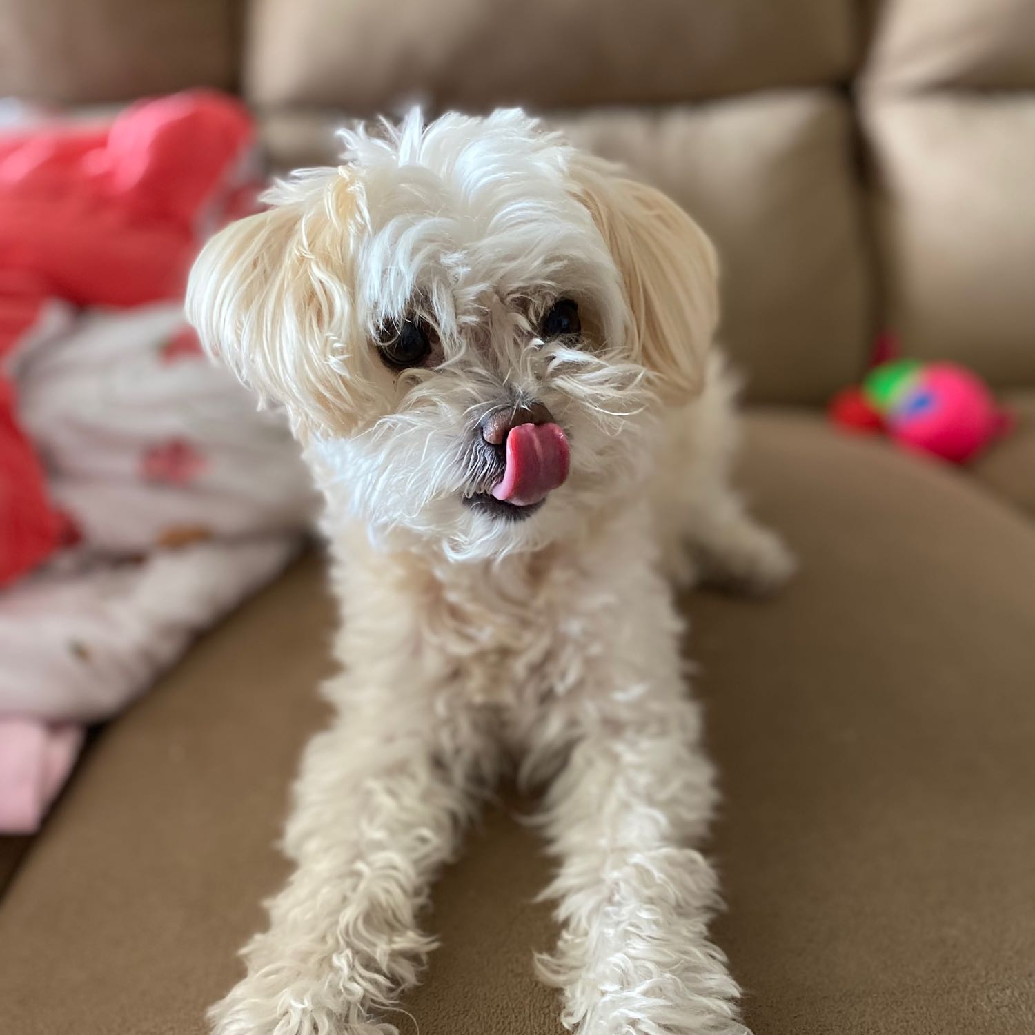 Tobi