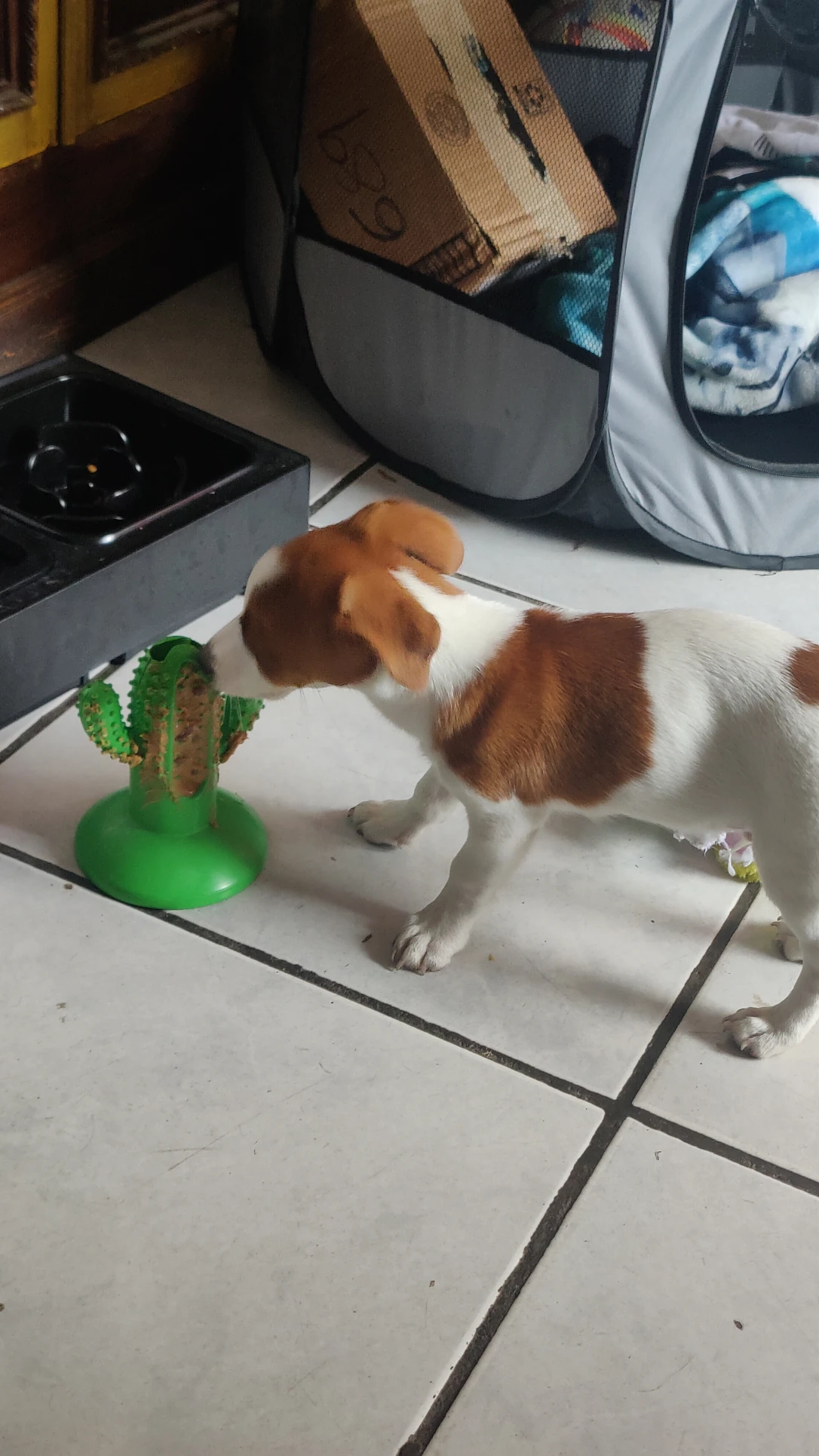 image-7