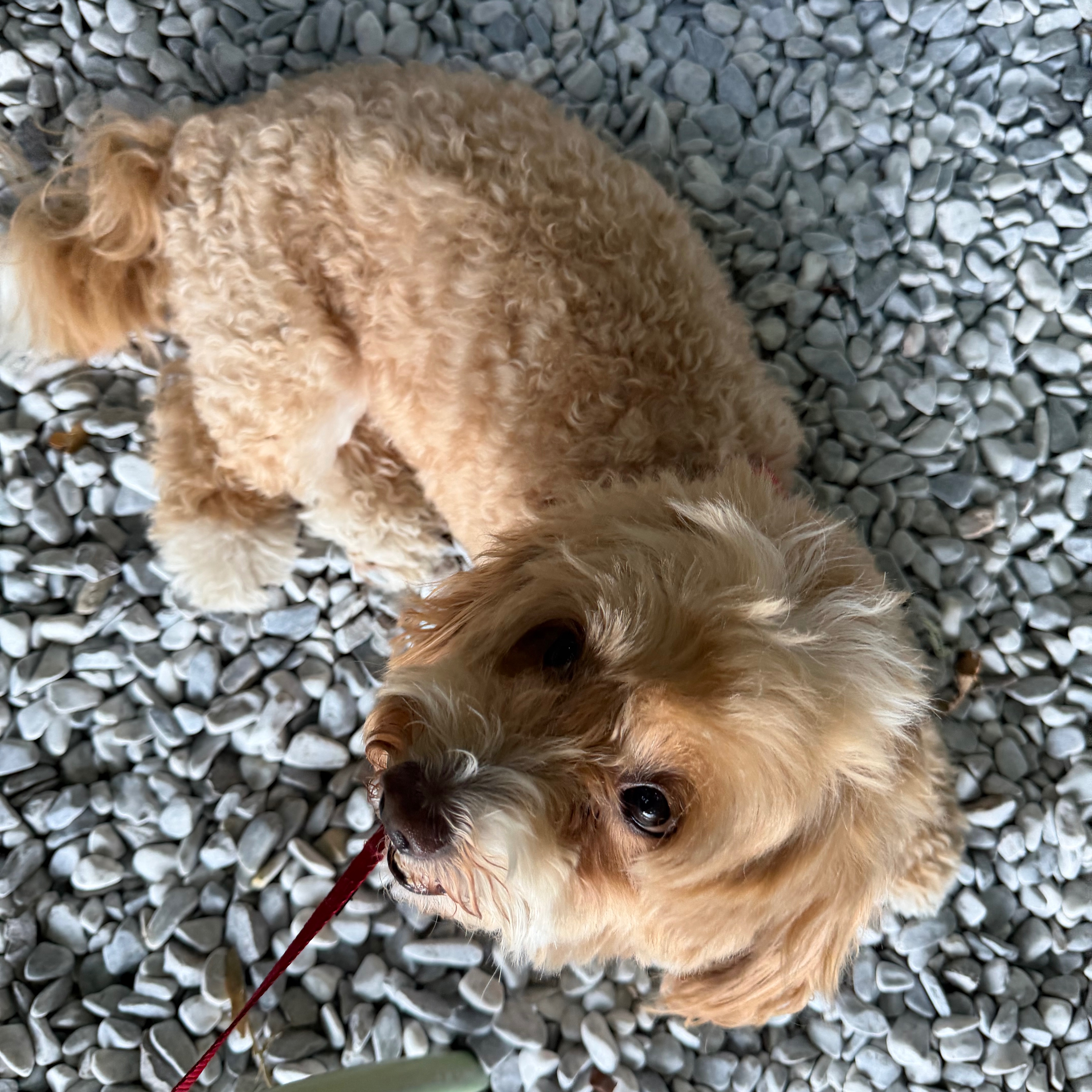 PACO