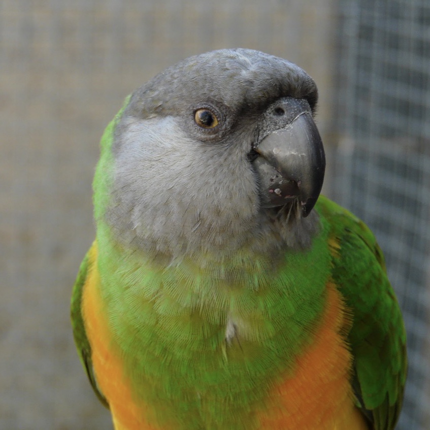 Pistache