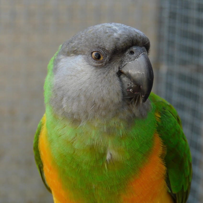 Pistache