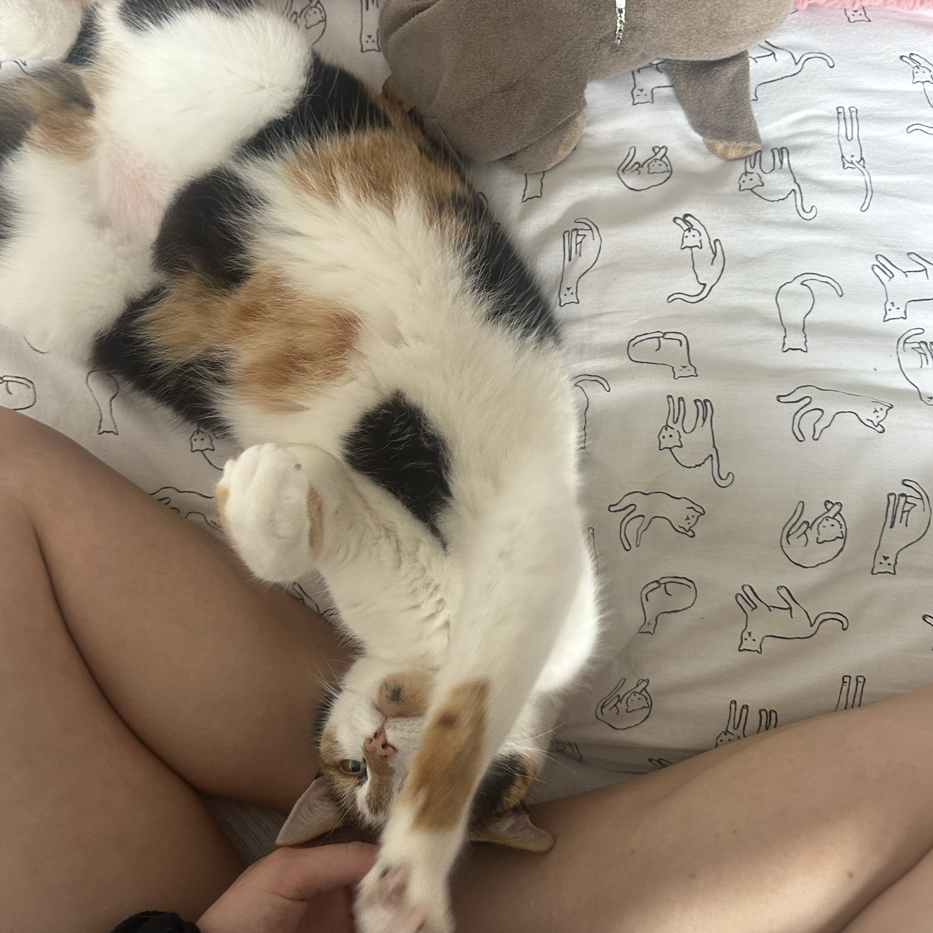 Priscilla 