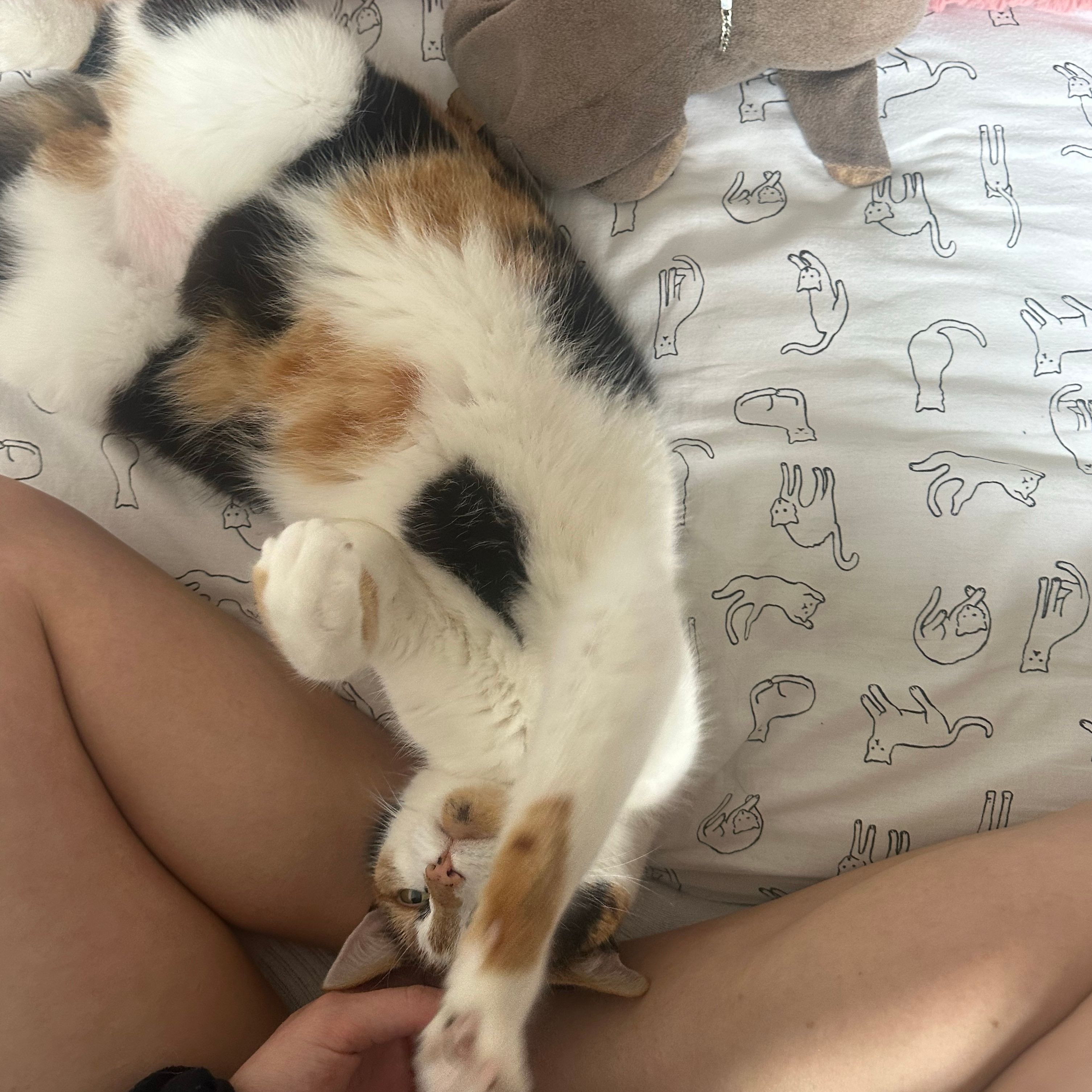 Priscilla