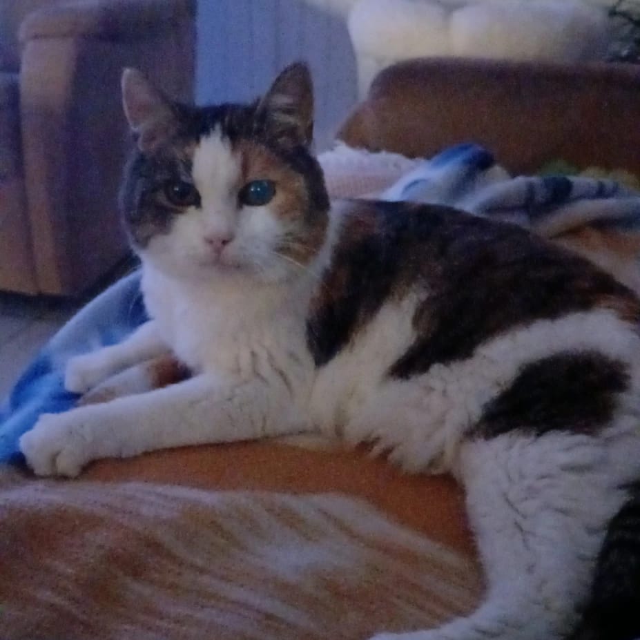 Poes