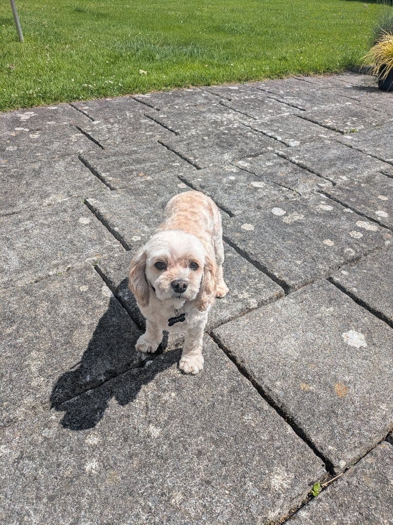 Ted