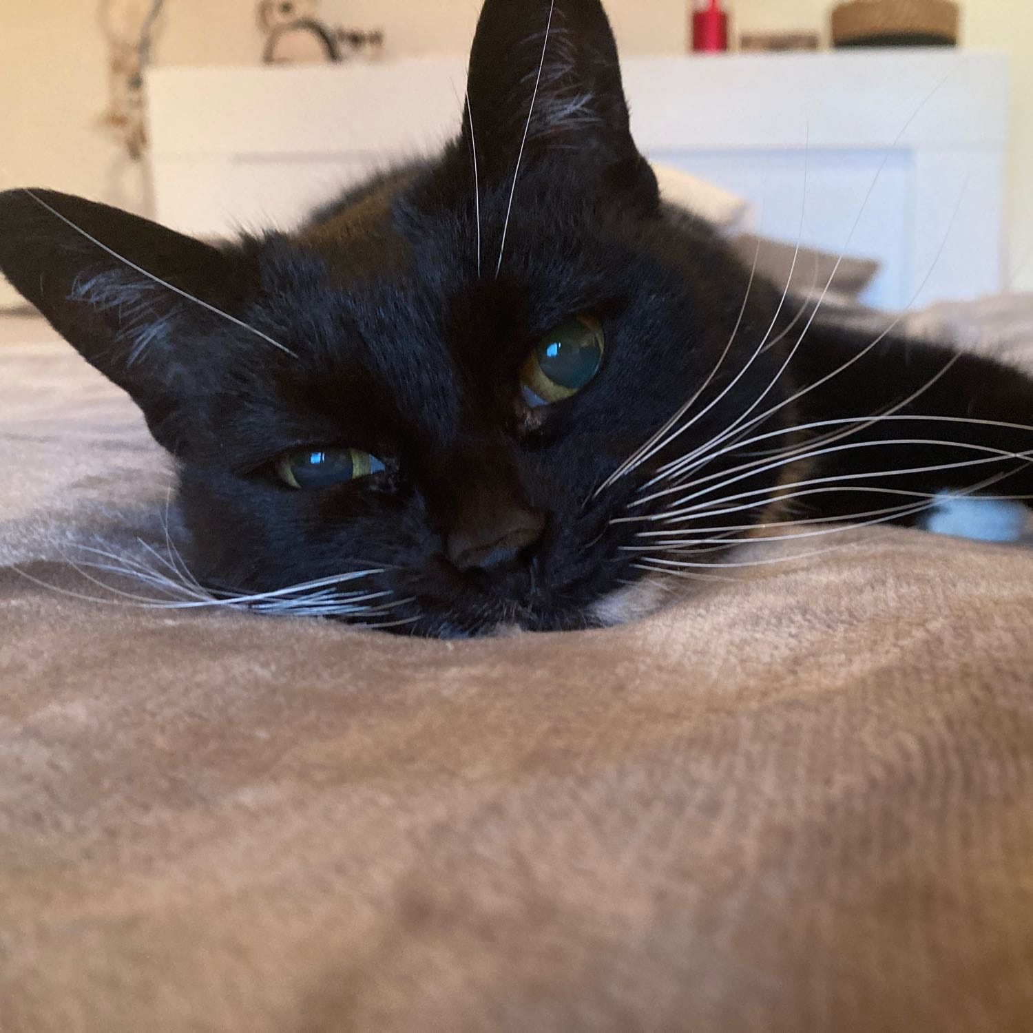Kitty
