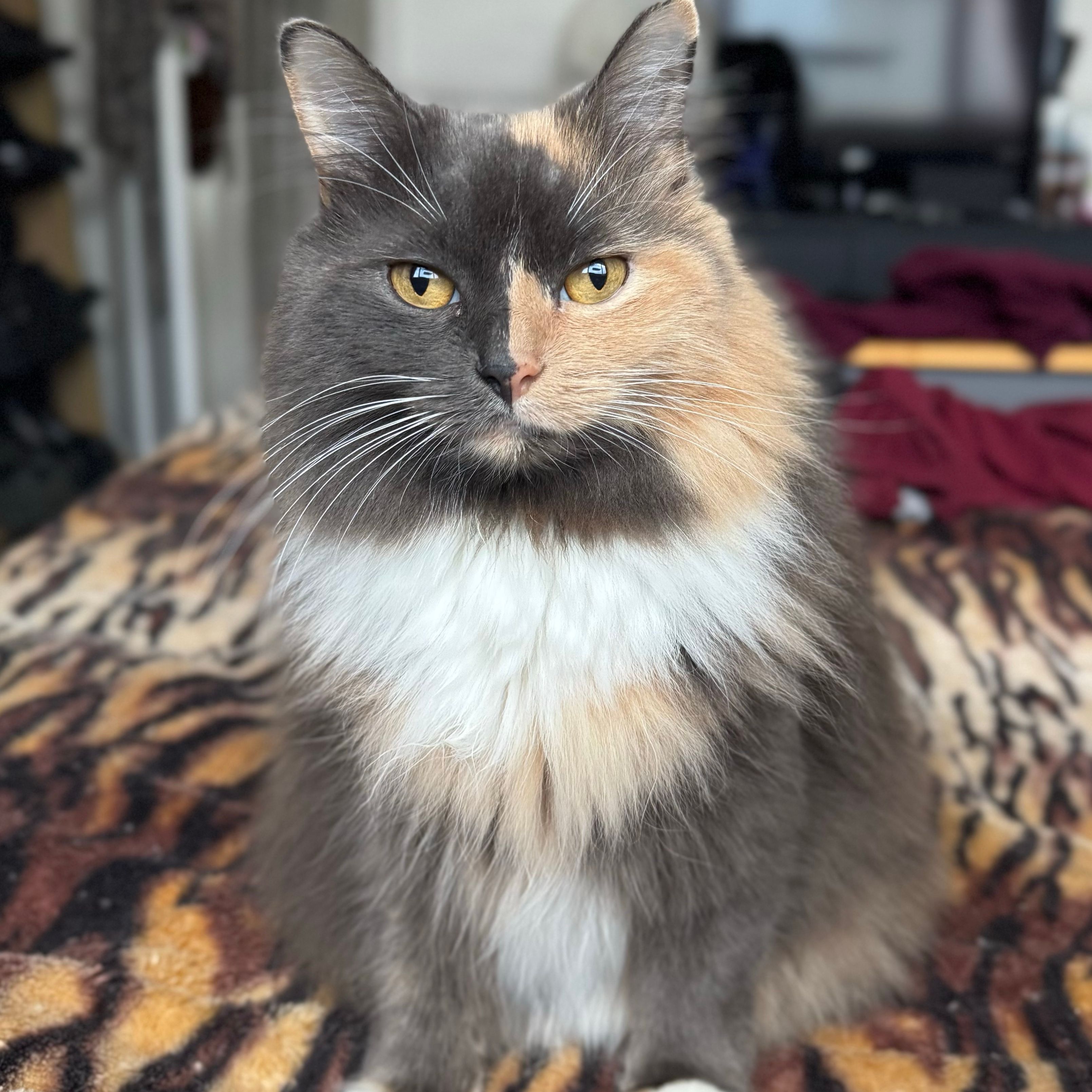 Misty