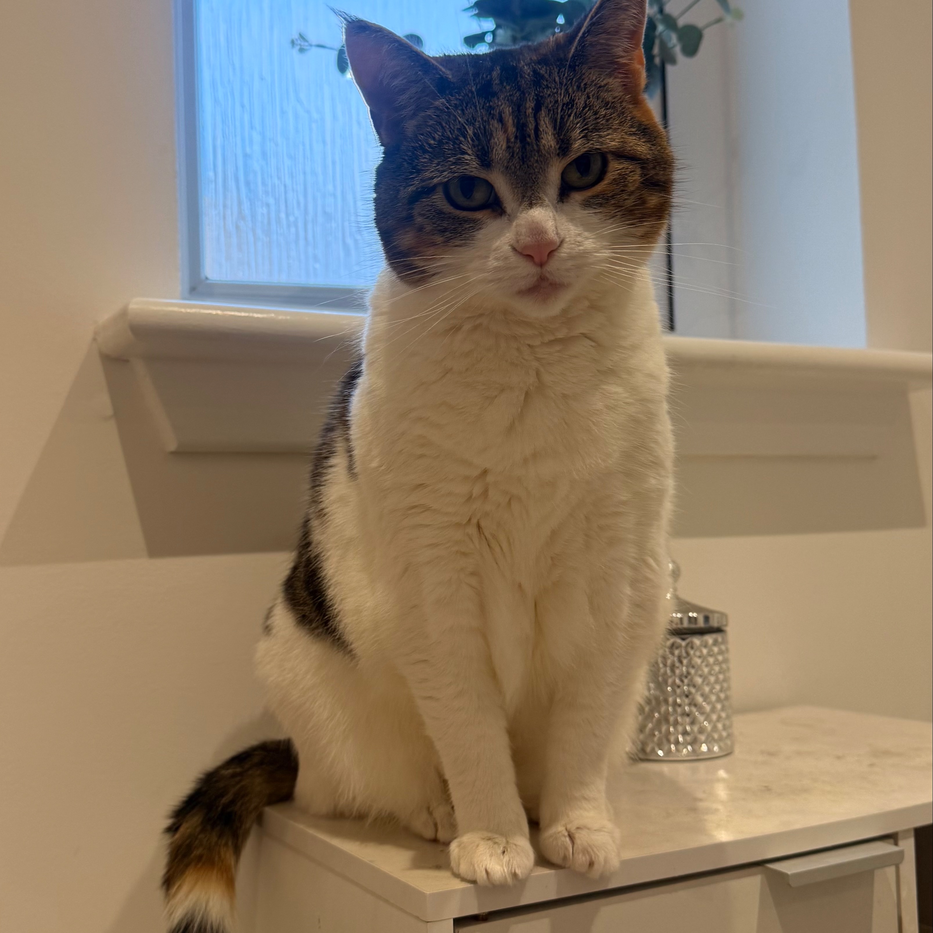 Lila 