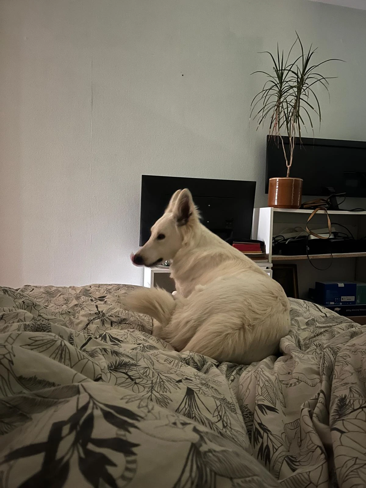 image-11