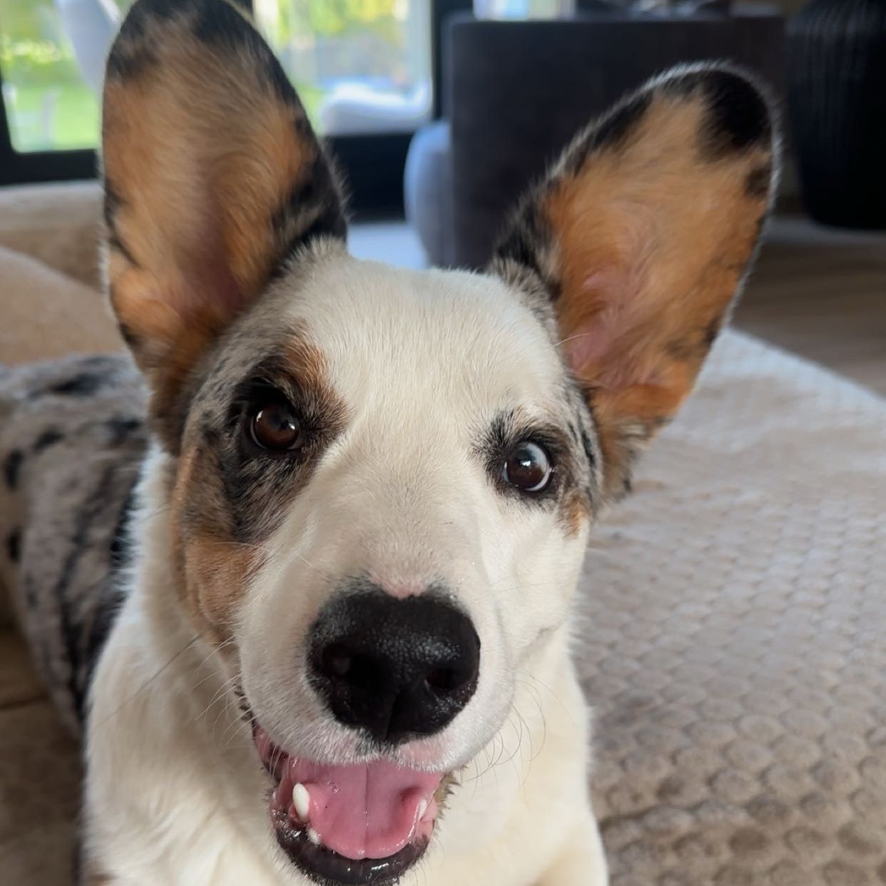 Bowie